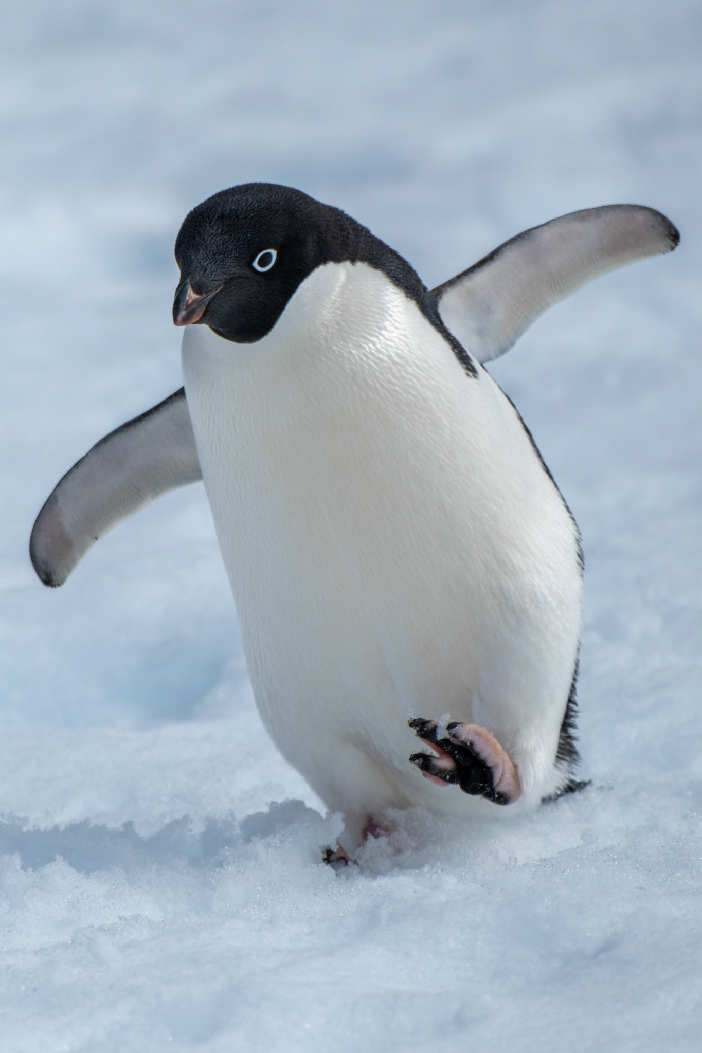 Adelie penguin