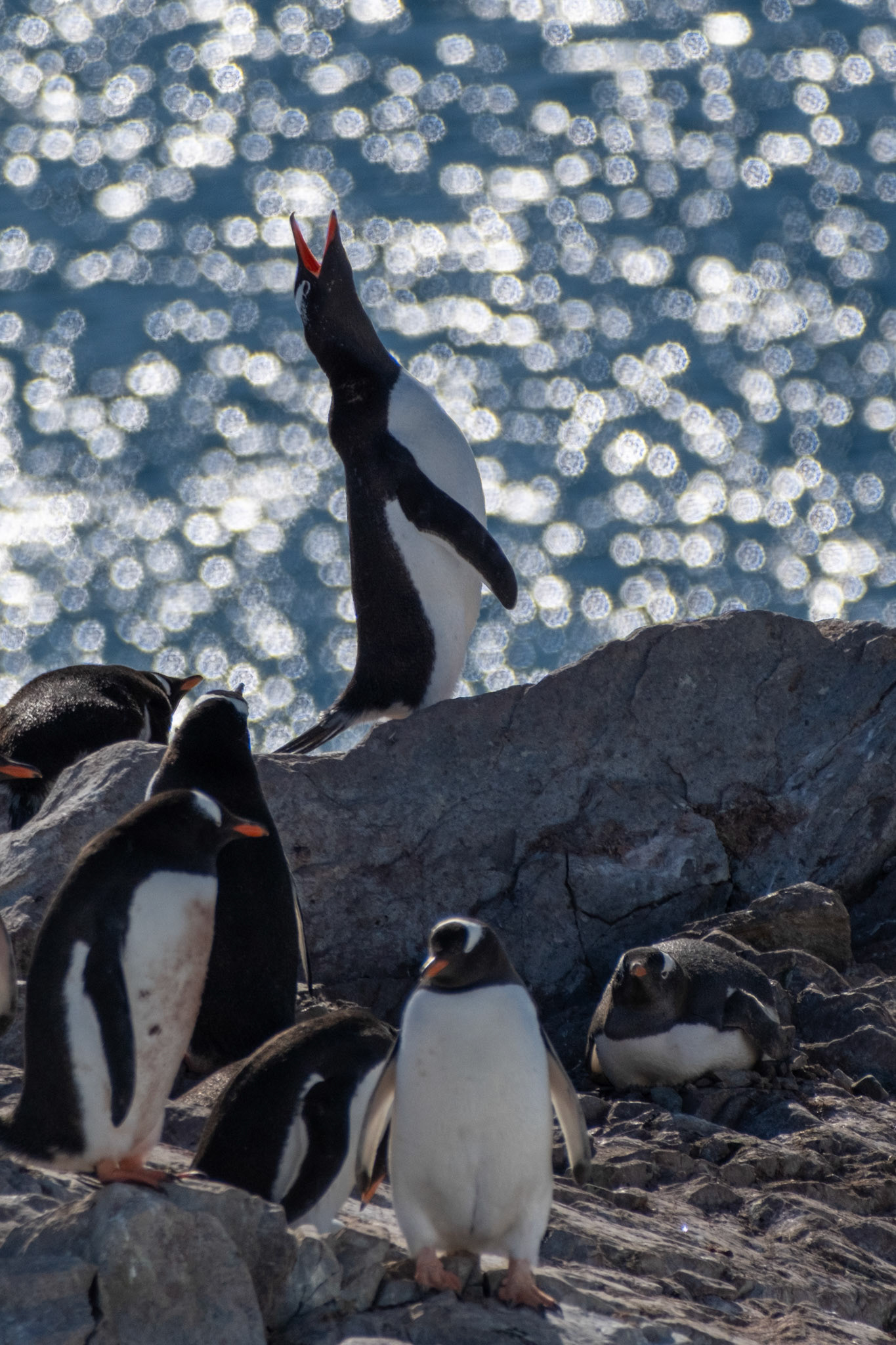 Intercurrence island