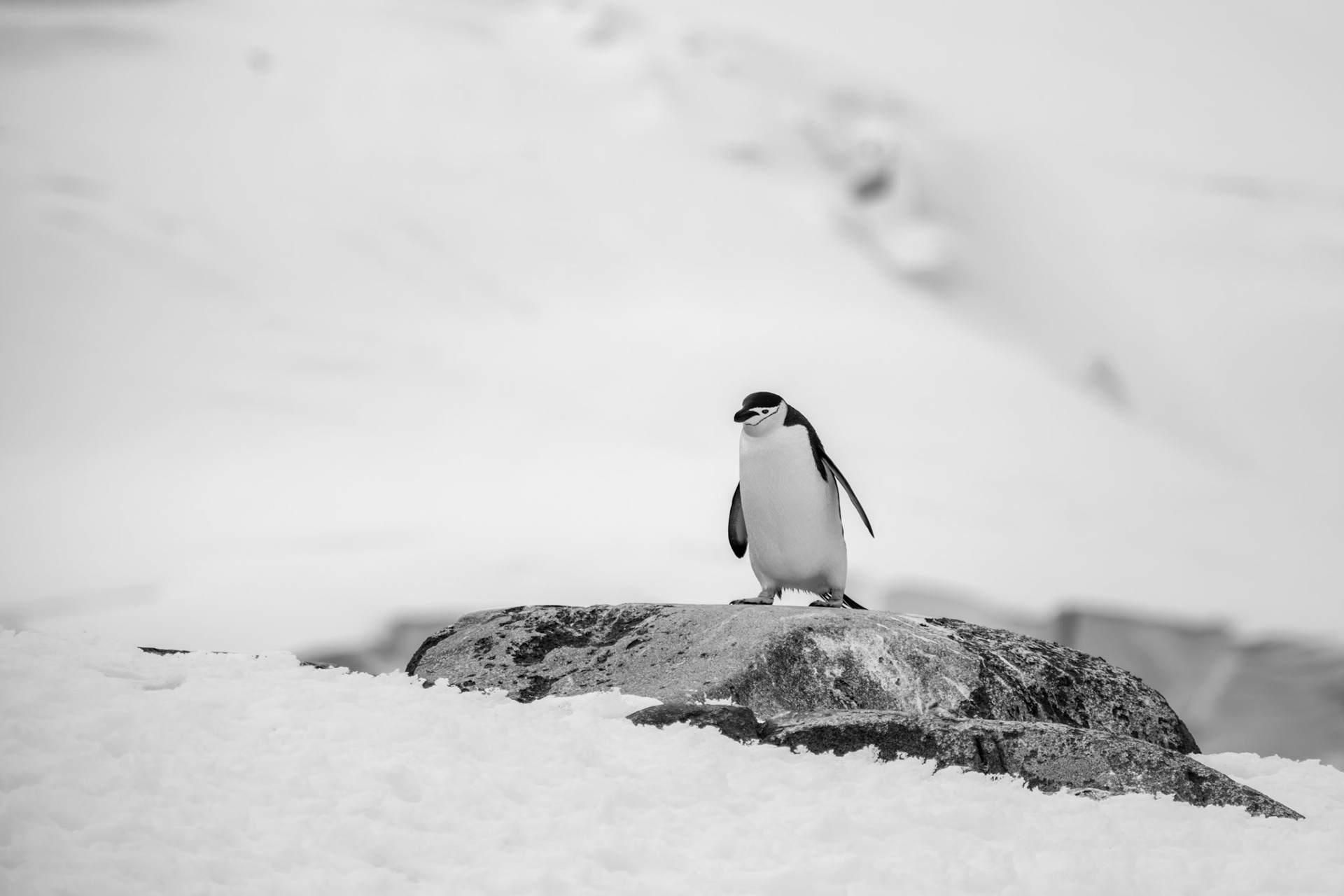 Chinstrap penguin