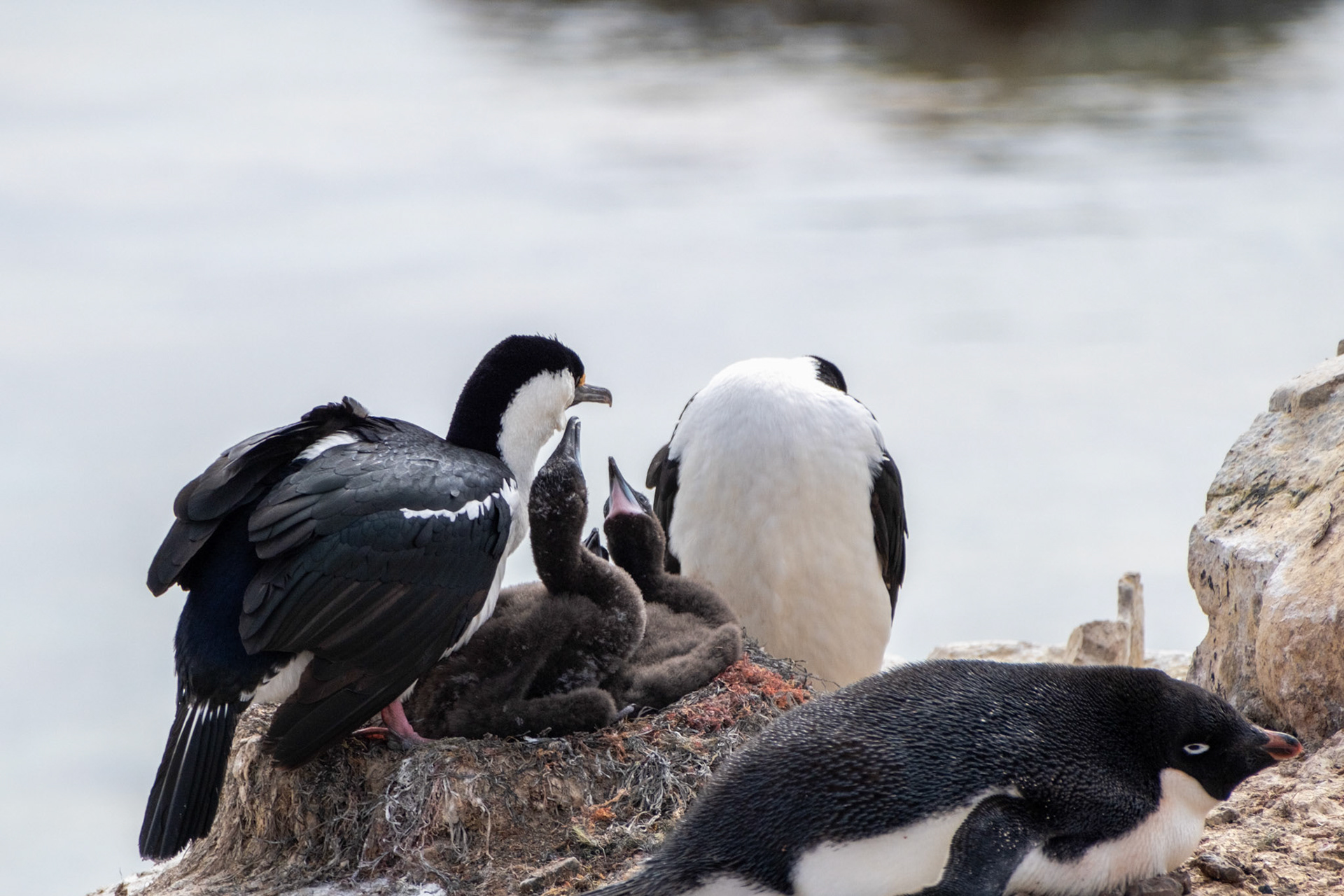 Antarctic Shag