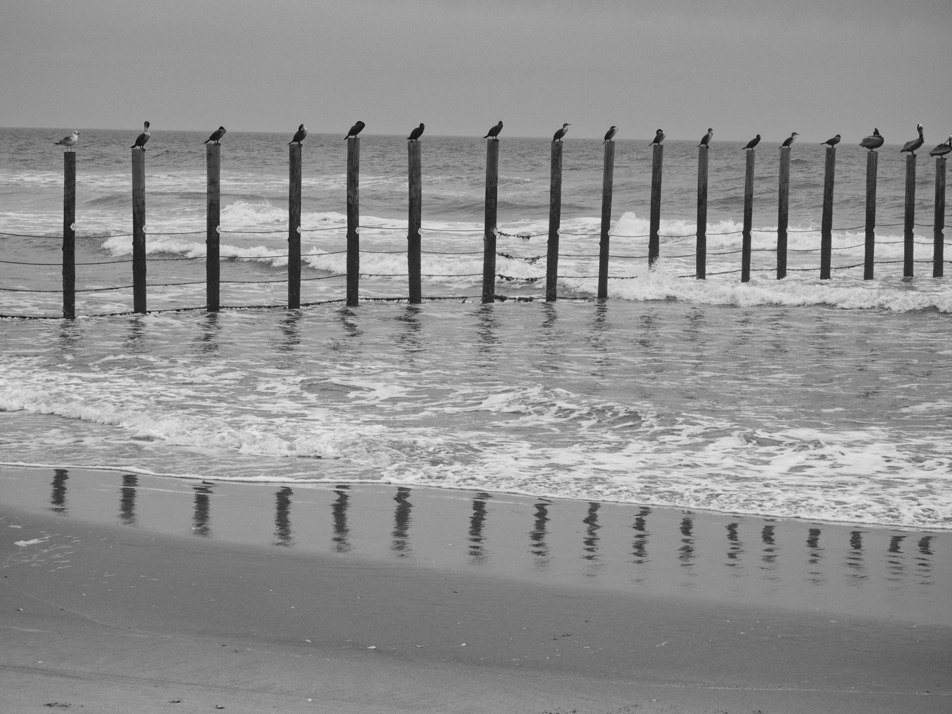 Birds at North Carolina and Virginia border