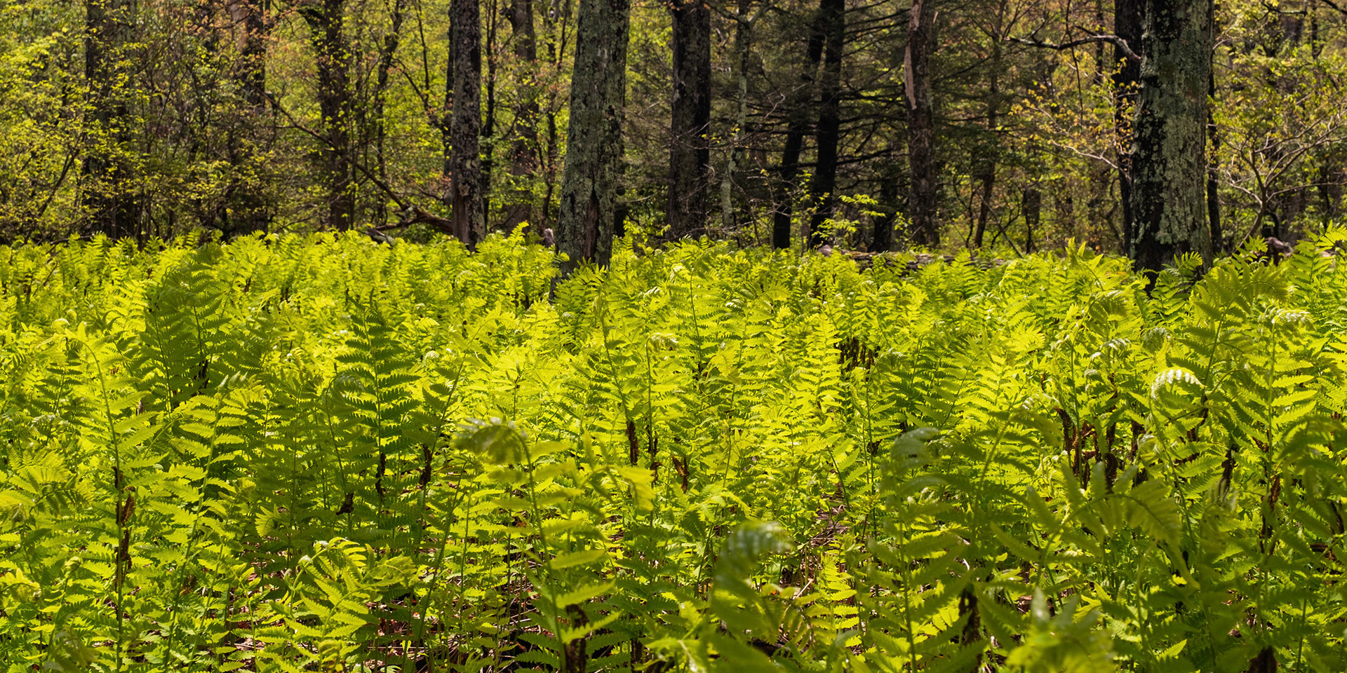 Ferns along Skyline Drive, Shenandoah National Park