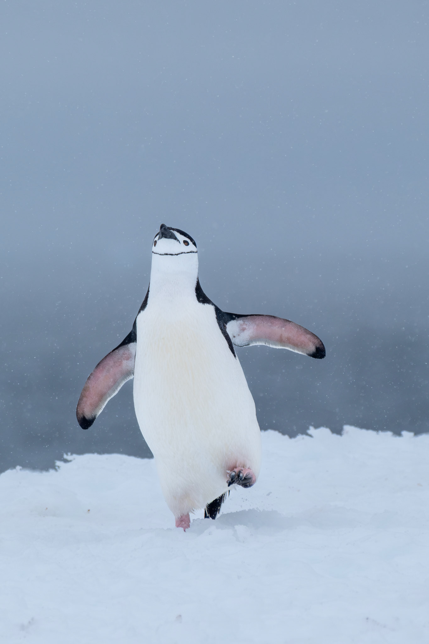 Chinstrap penguin
