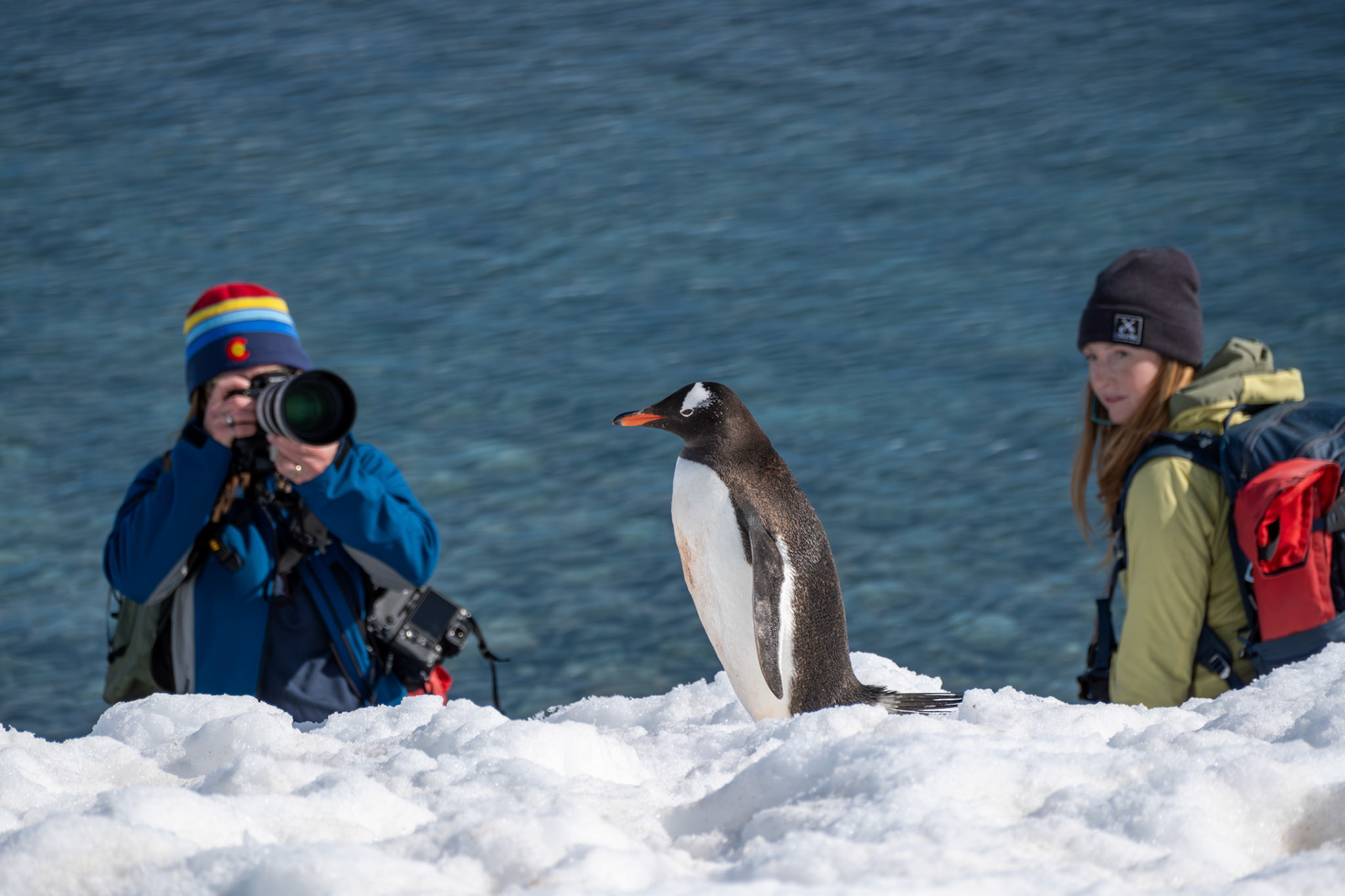 Gentoo penguin