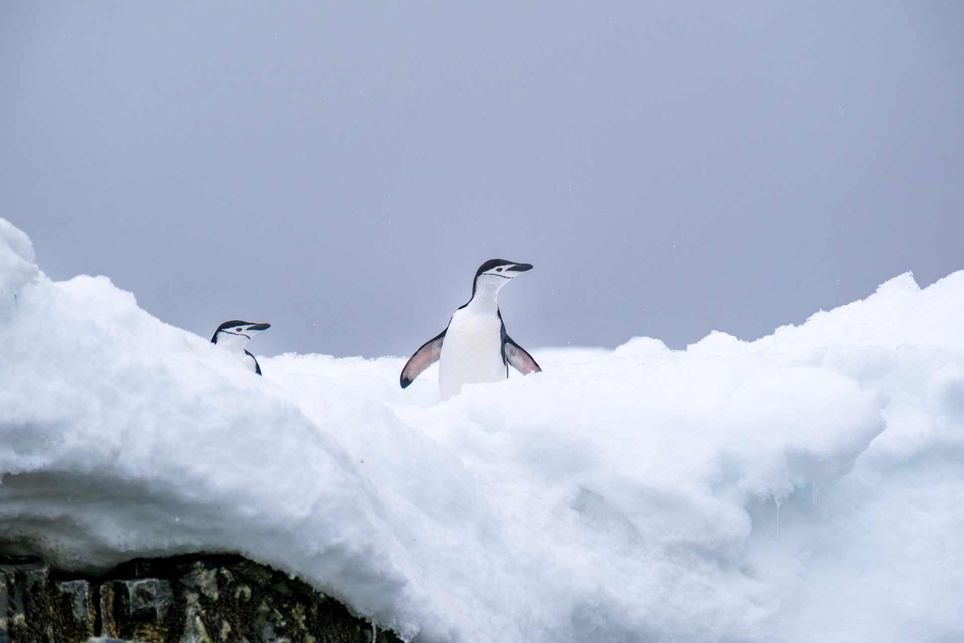 Chinstrap penguins