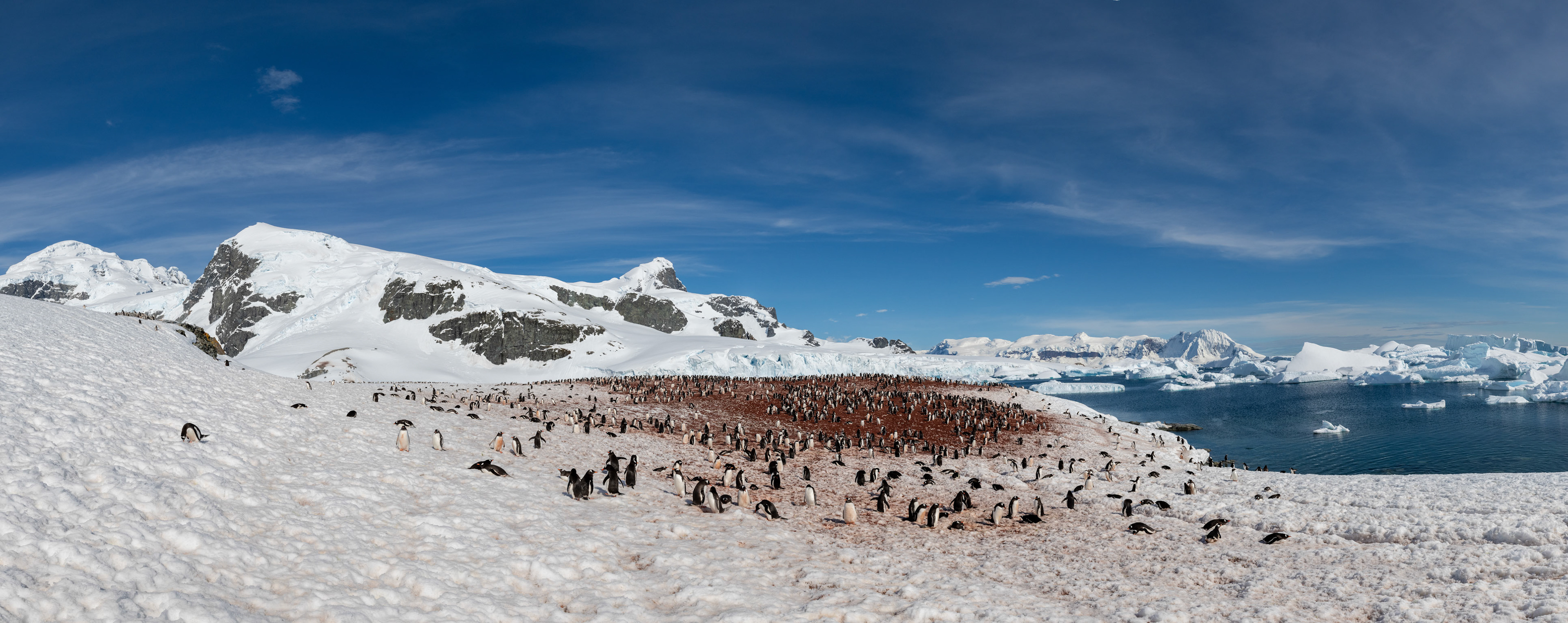 Gentoo penguins colony