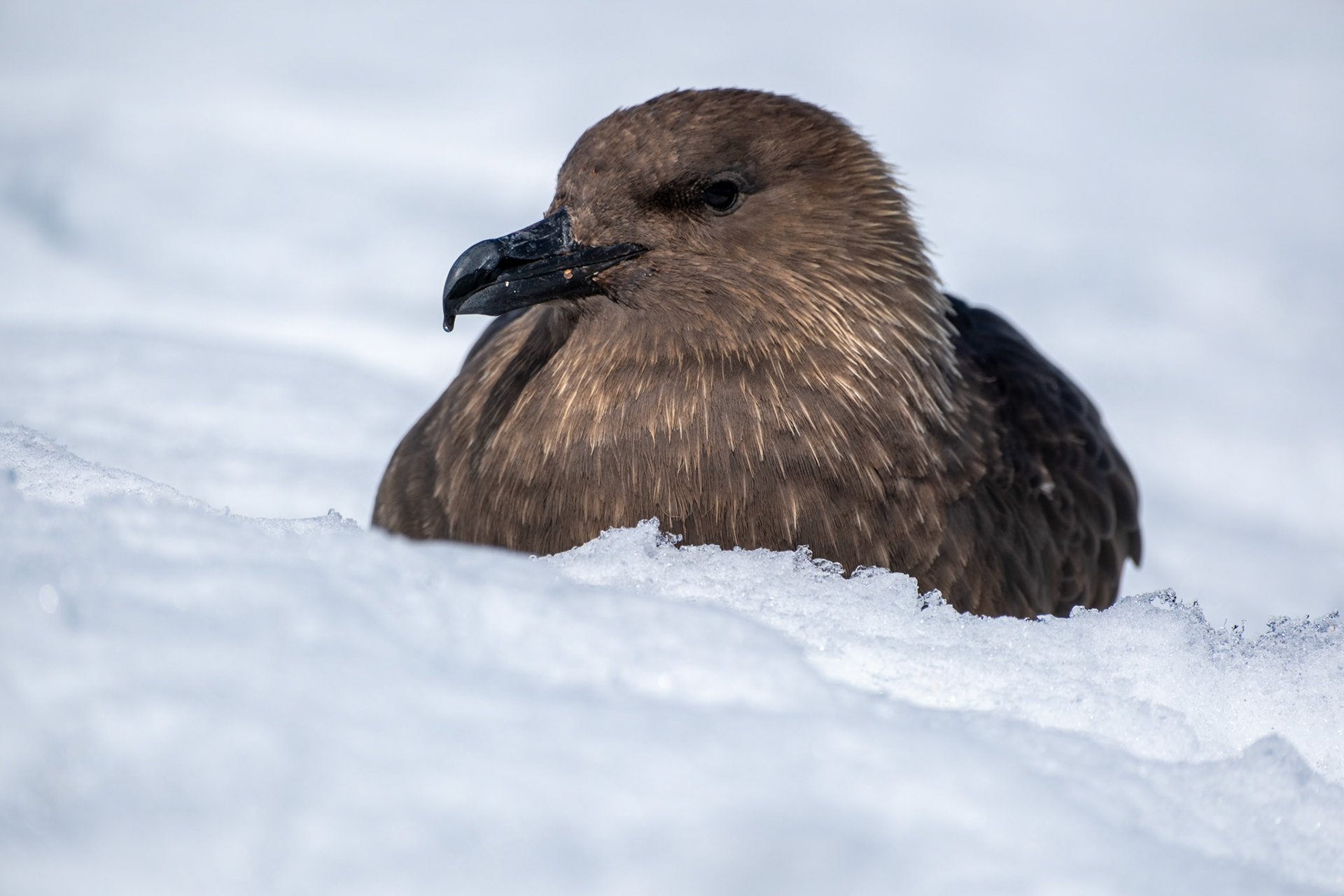 Brown Skua