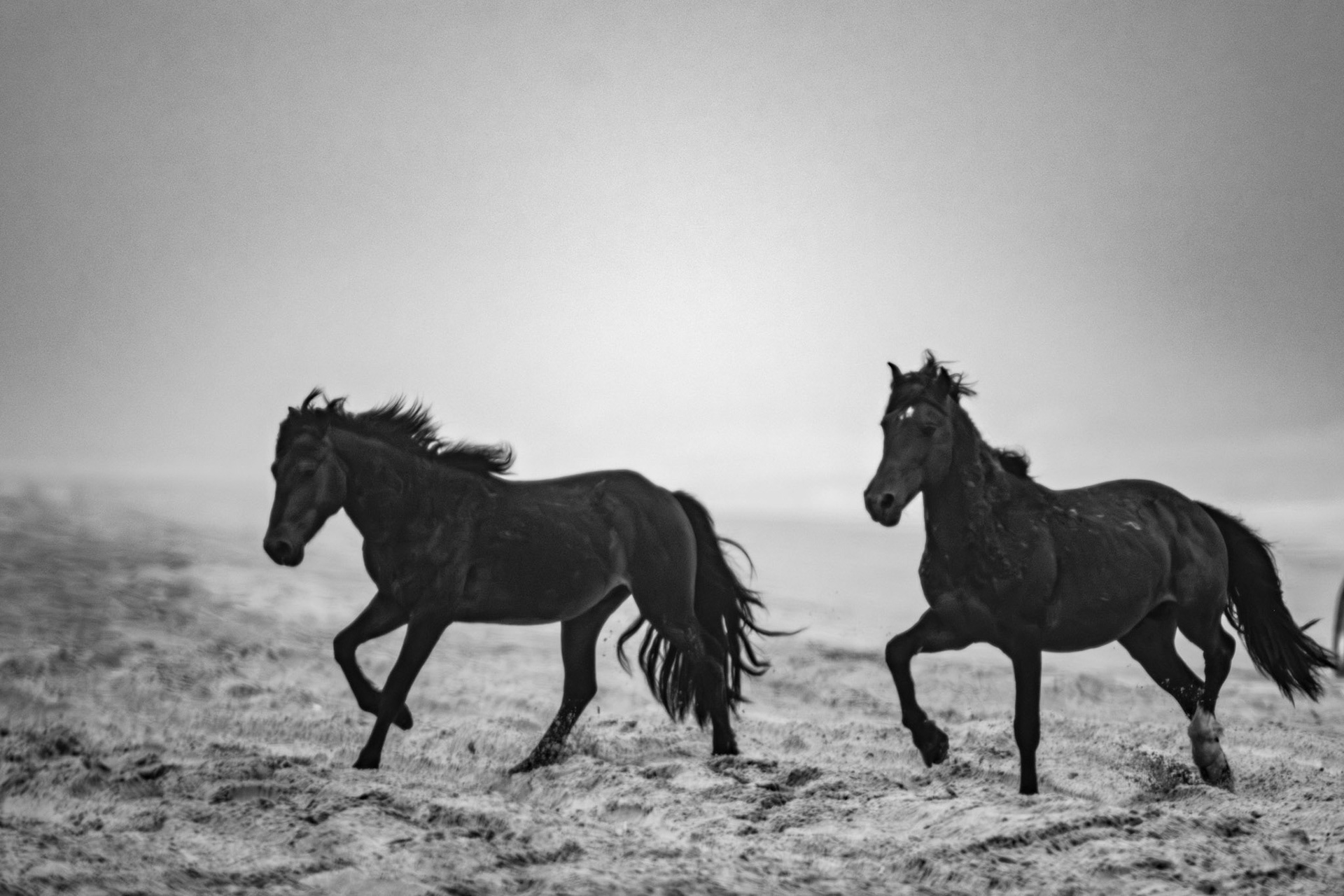 Wild horses at OBX