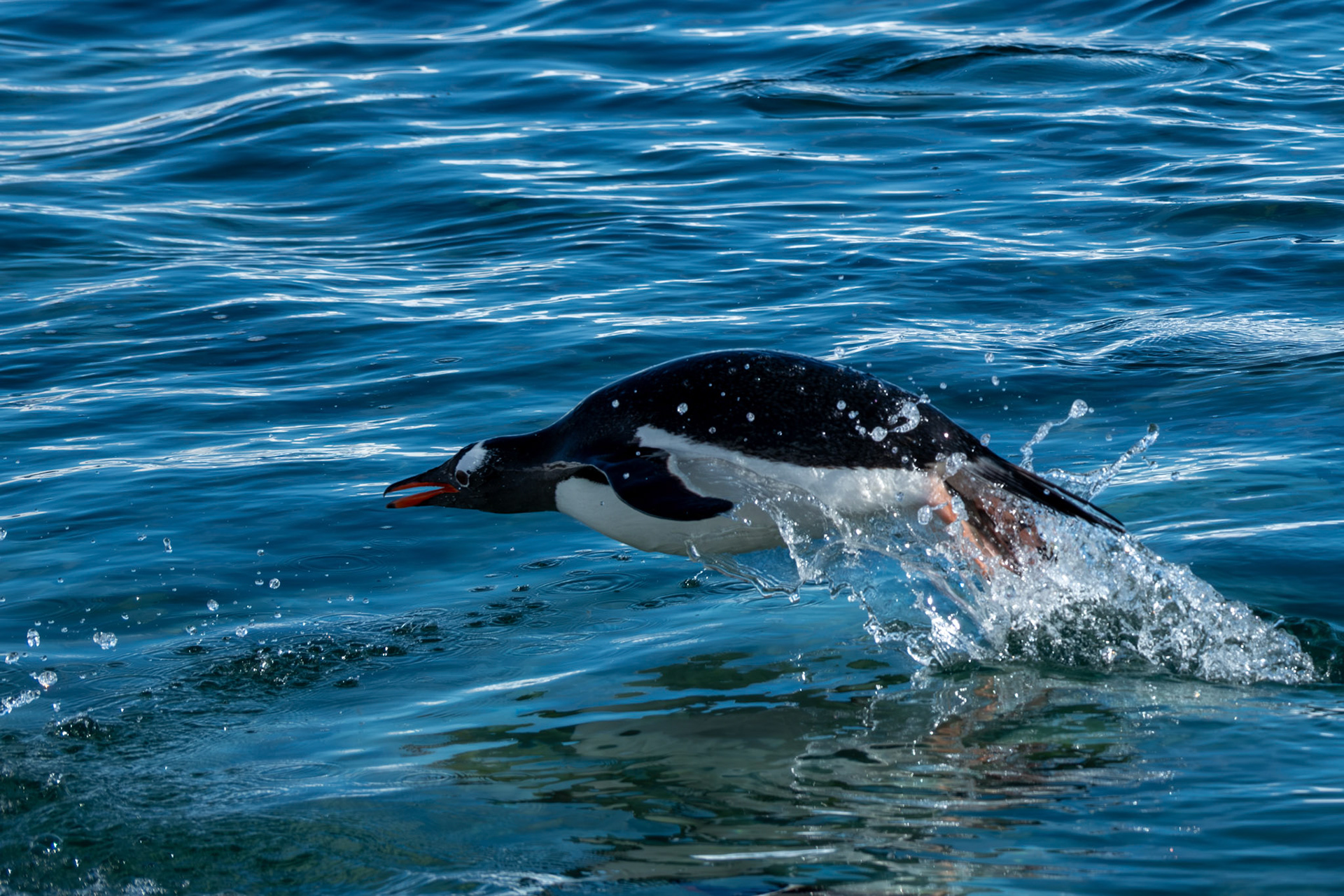 Gentoo penguin porpoising