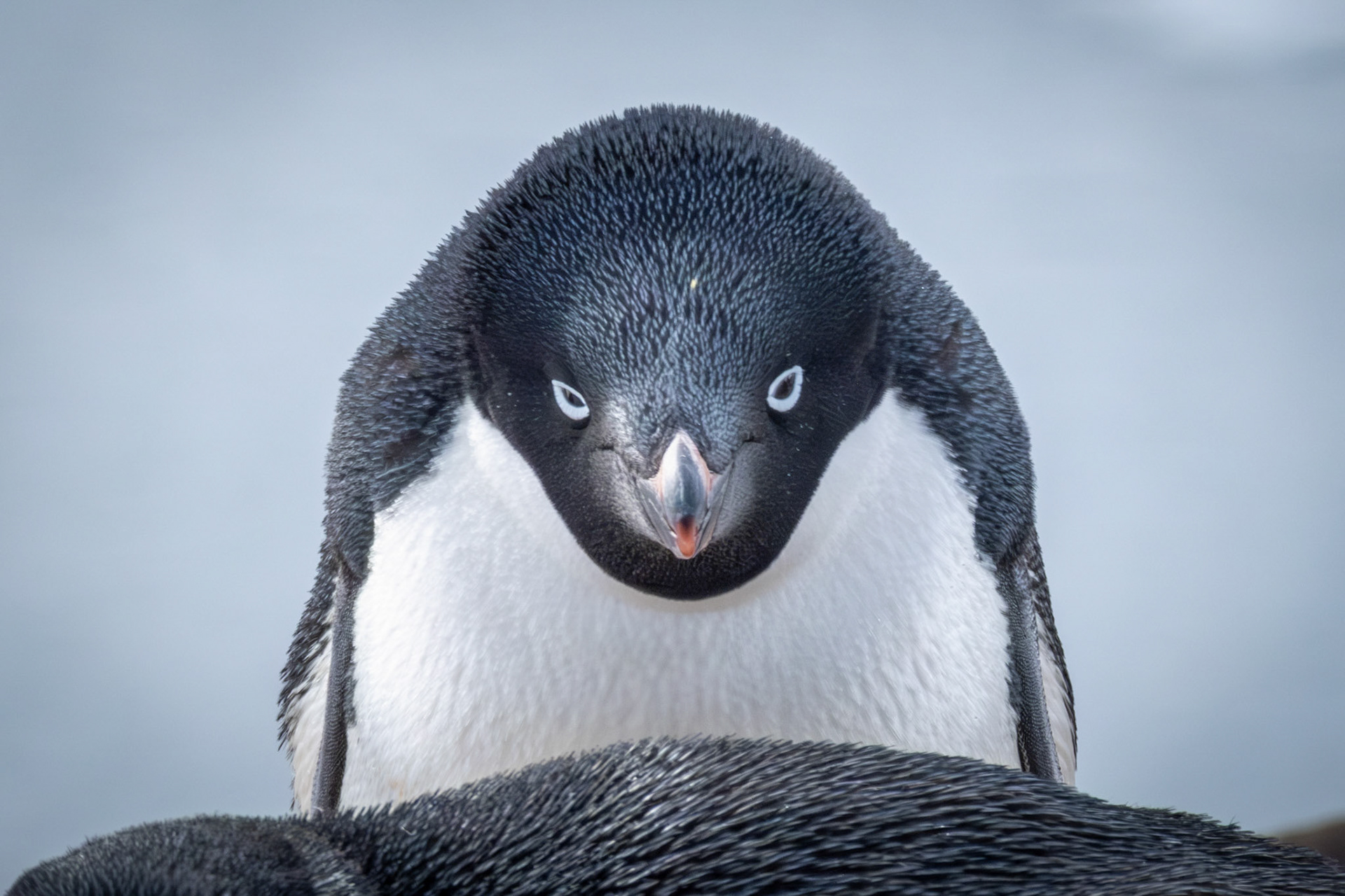 Adelie penguin