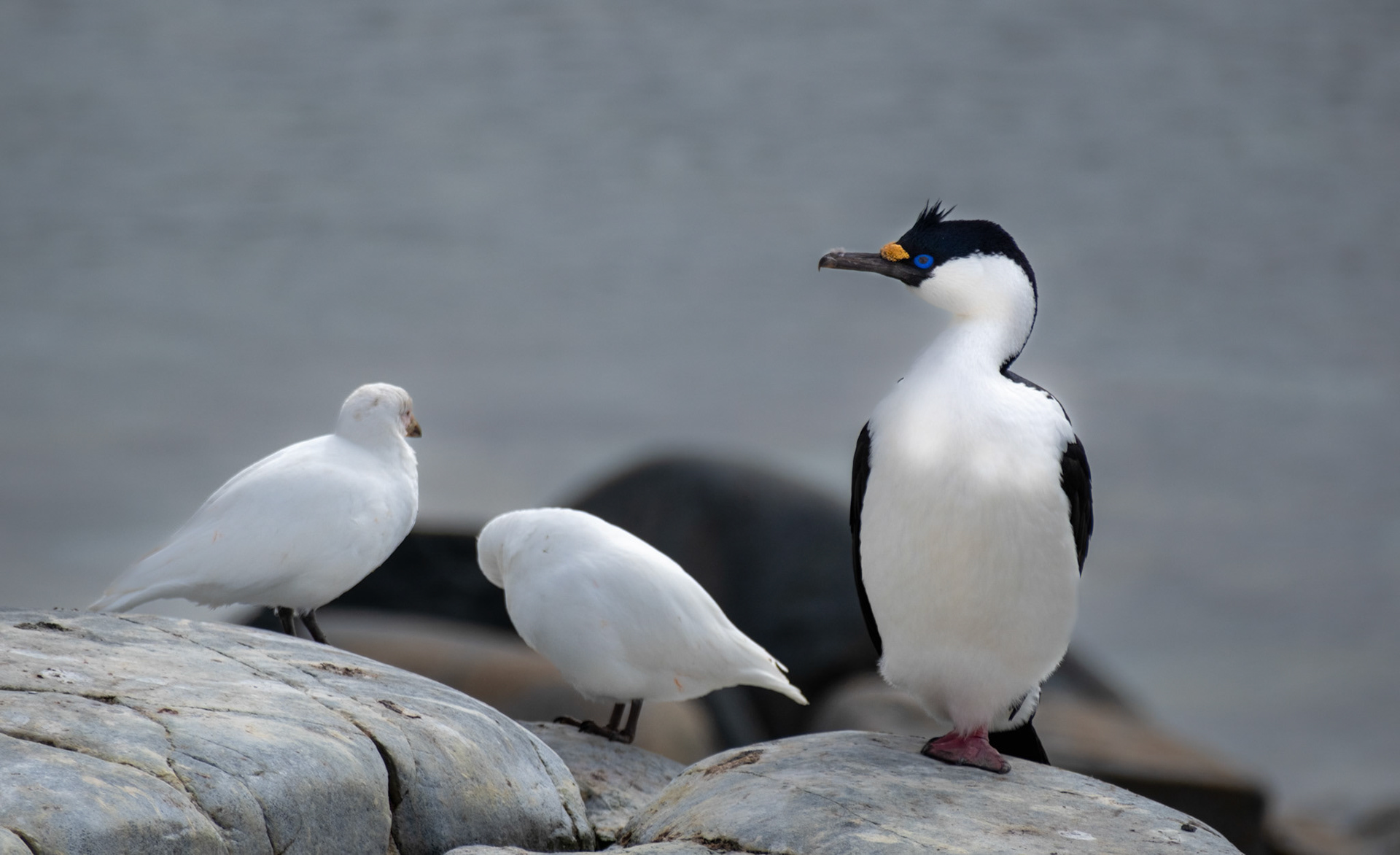 Antarctic Shag and Snowy Sheathbills