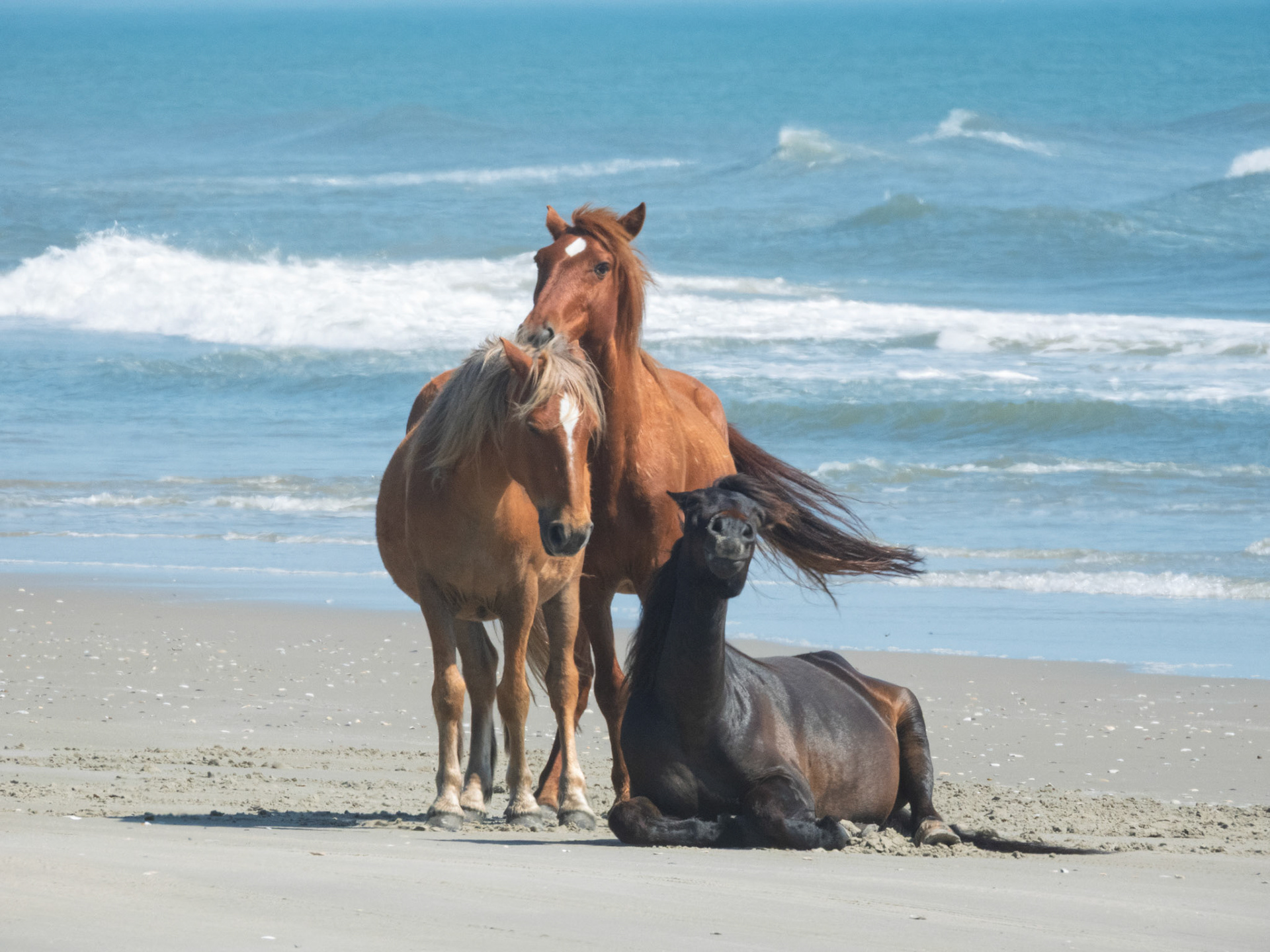 Wild horses at OBX