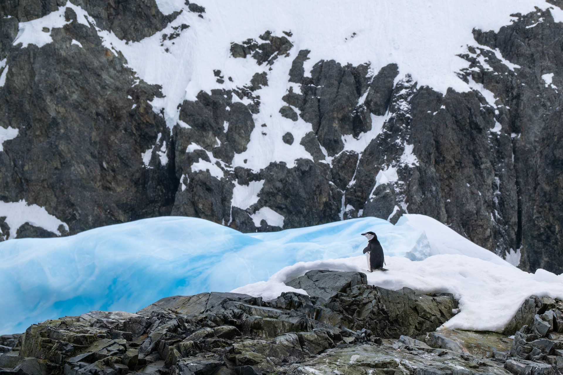 Chinstrap penguin