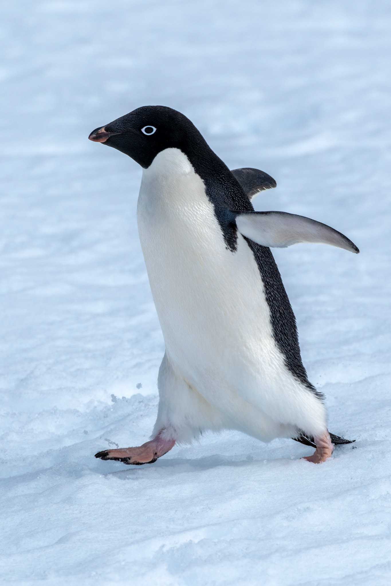 Adelie penguin