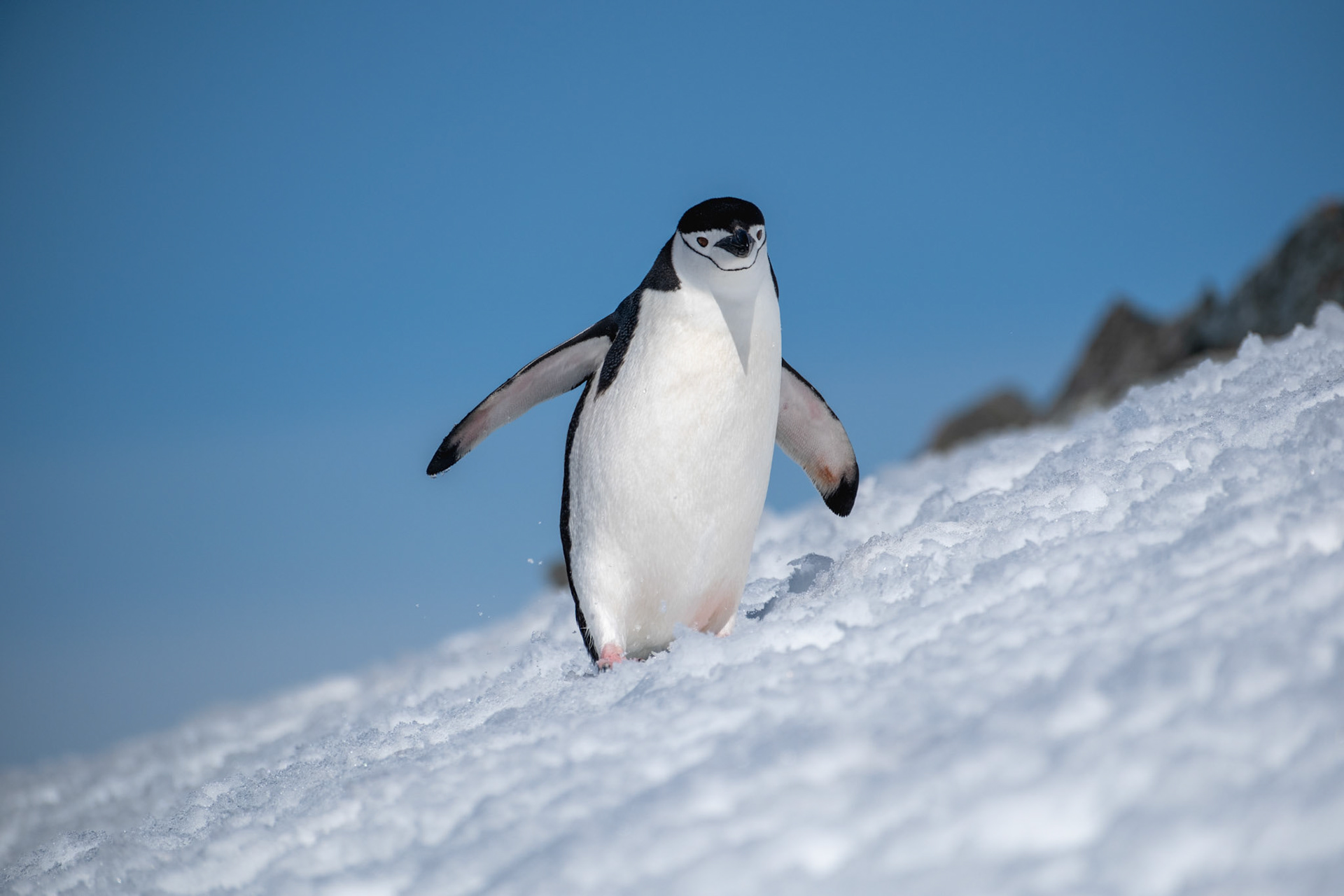 Chinstrap penguin