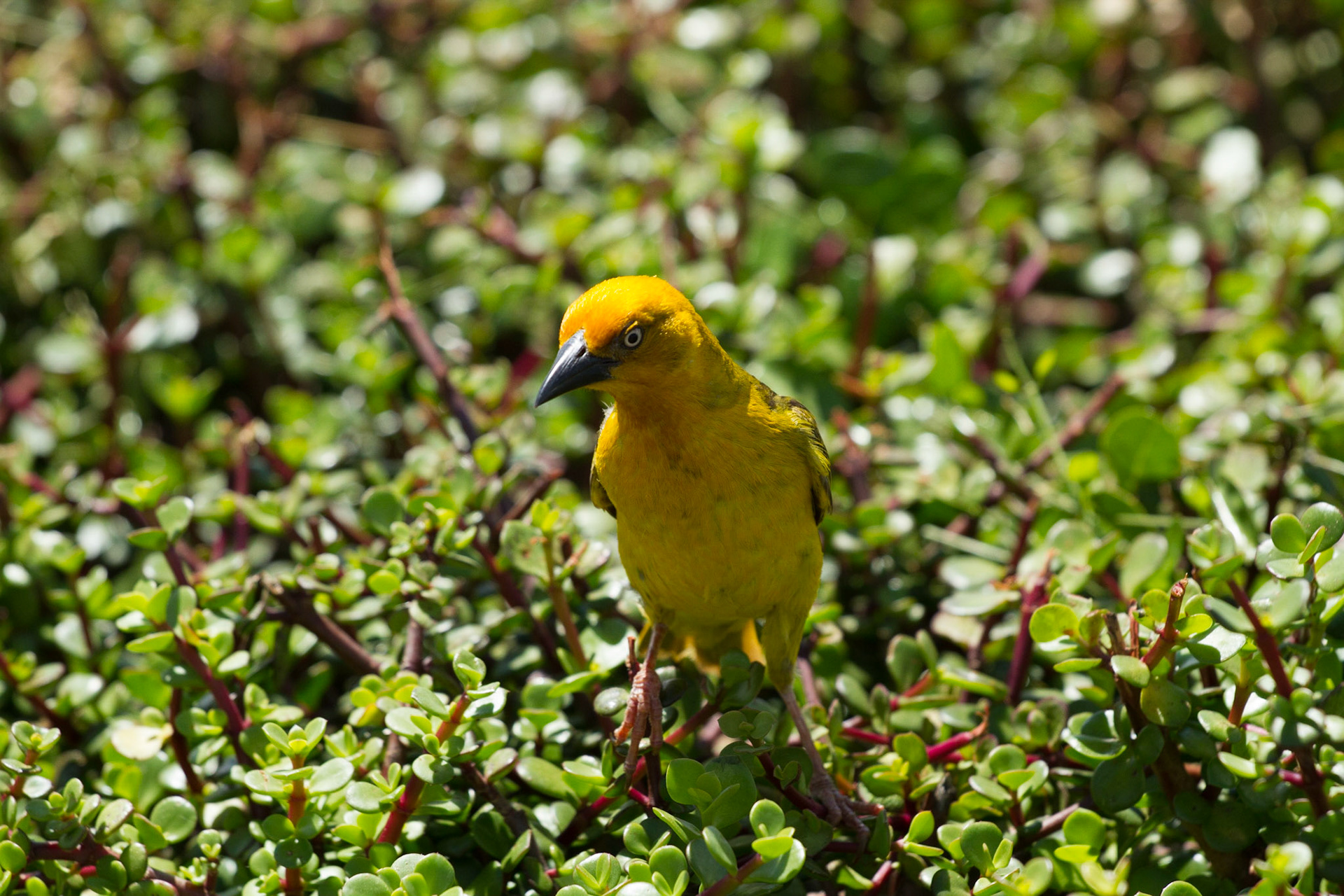 Kapvävare (Cape Weaver)