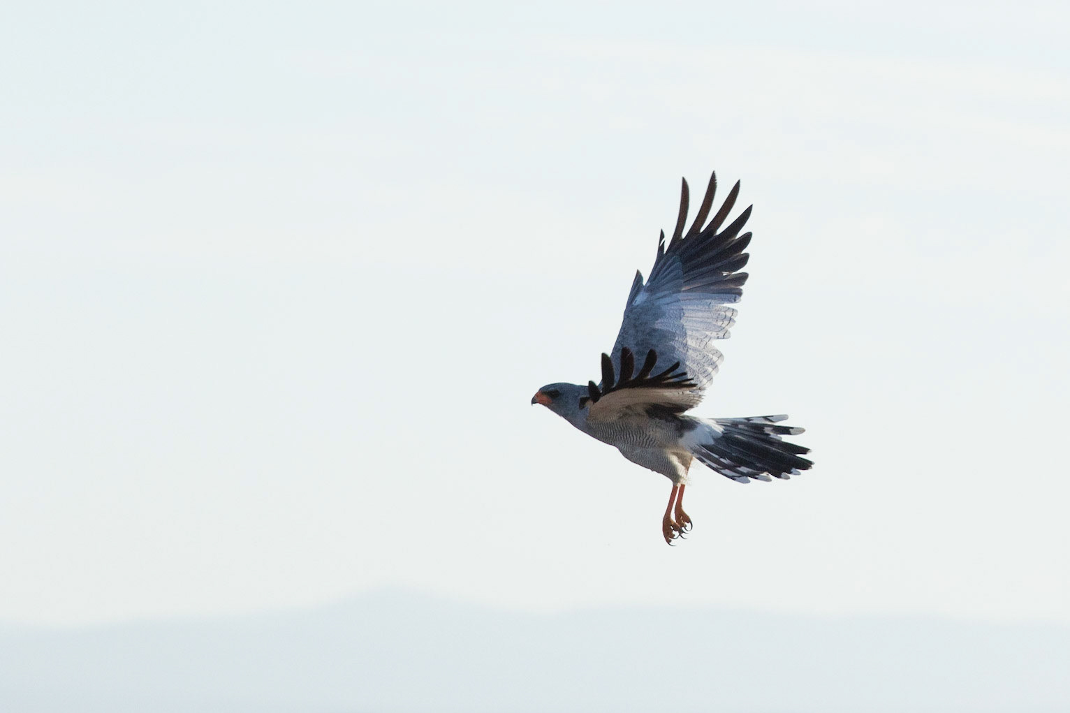 Pale Chanting Goshawk