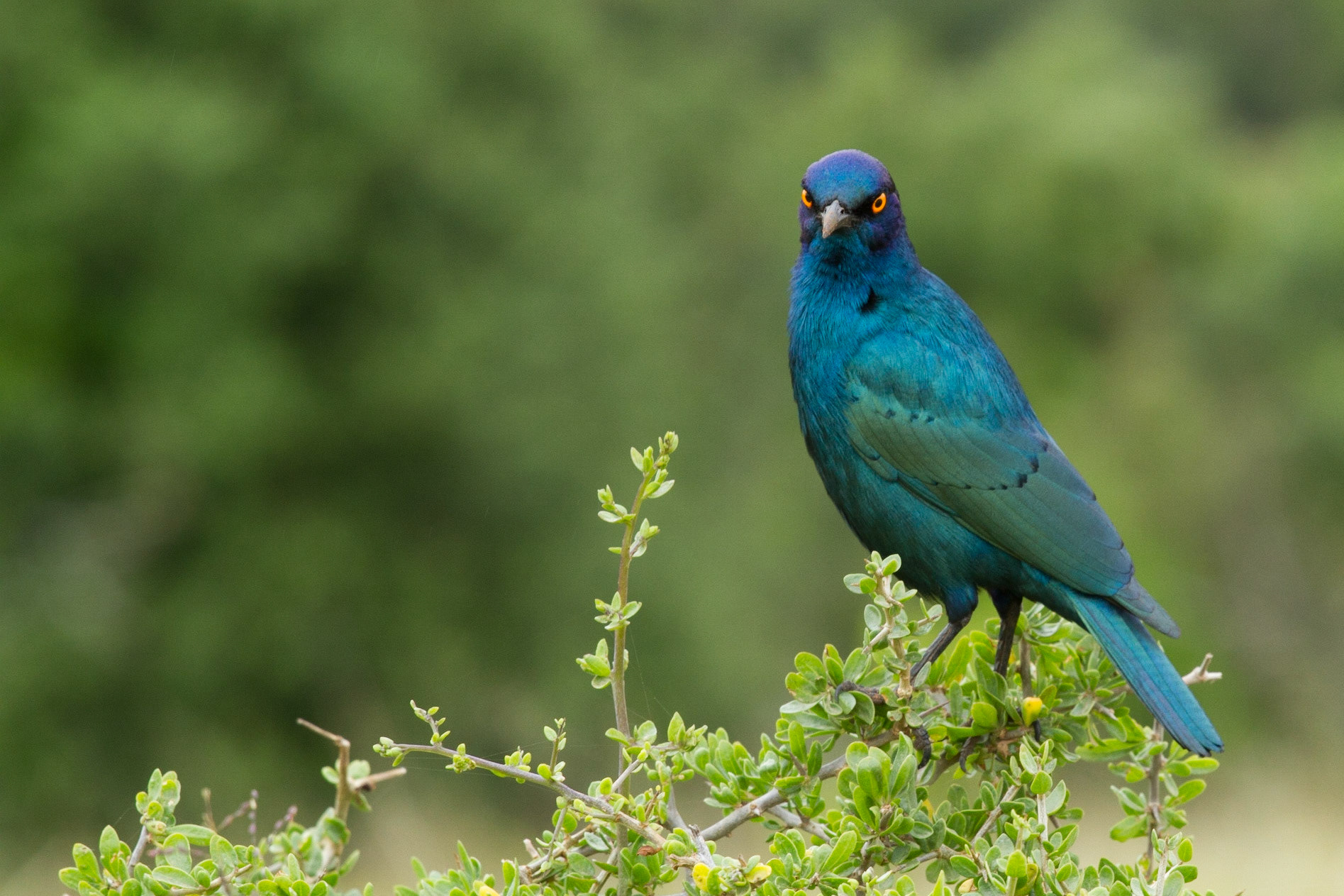 Cape starling