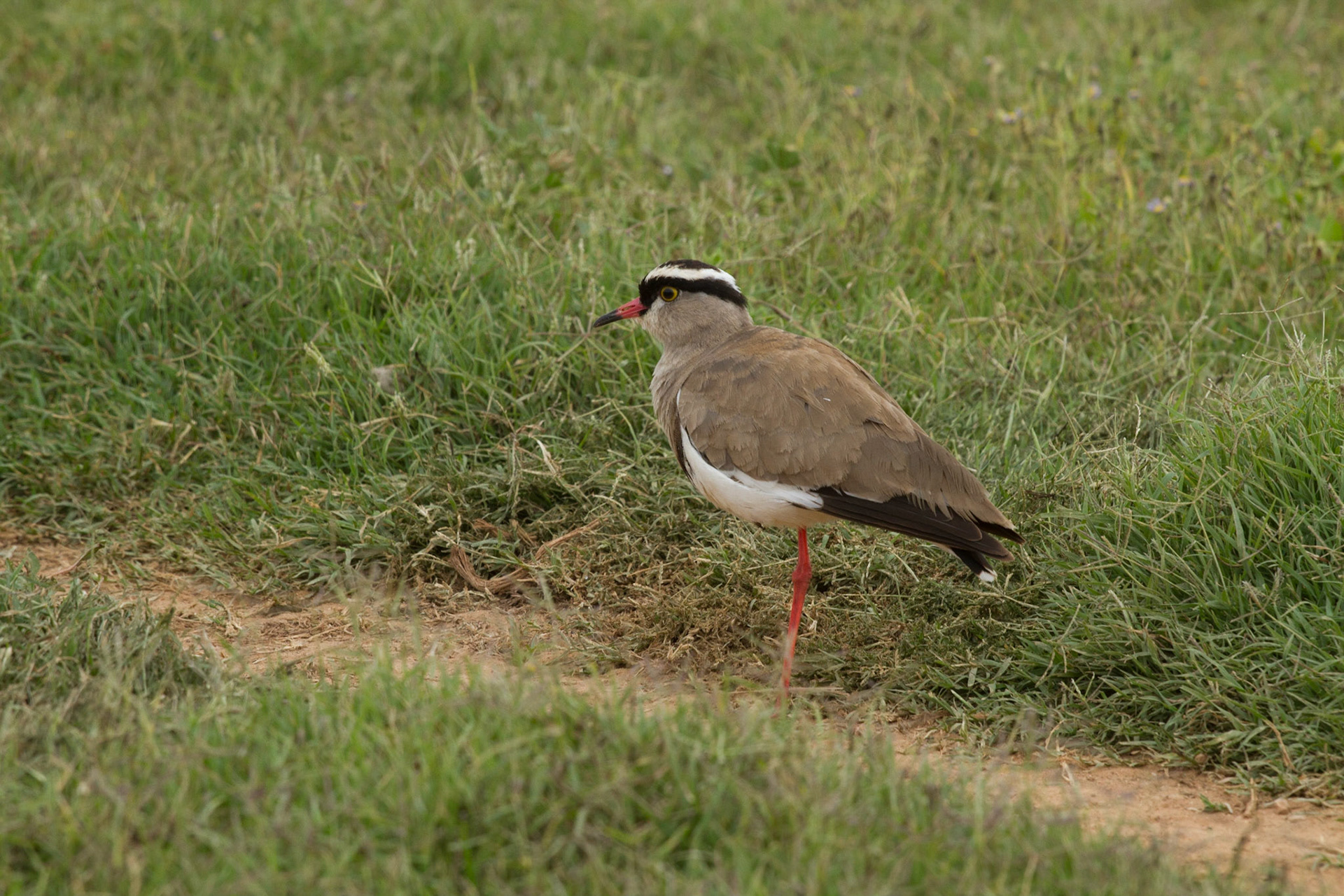 Kronvipa (Crowned Lapwing)