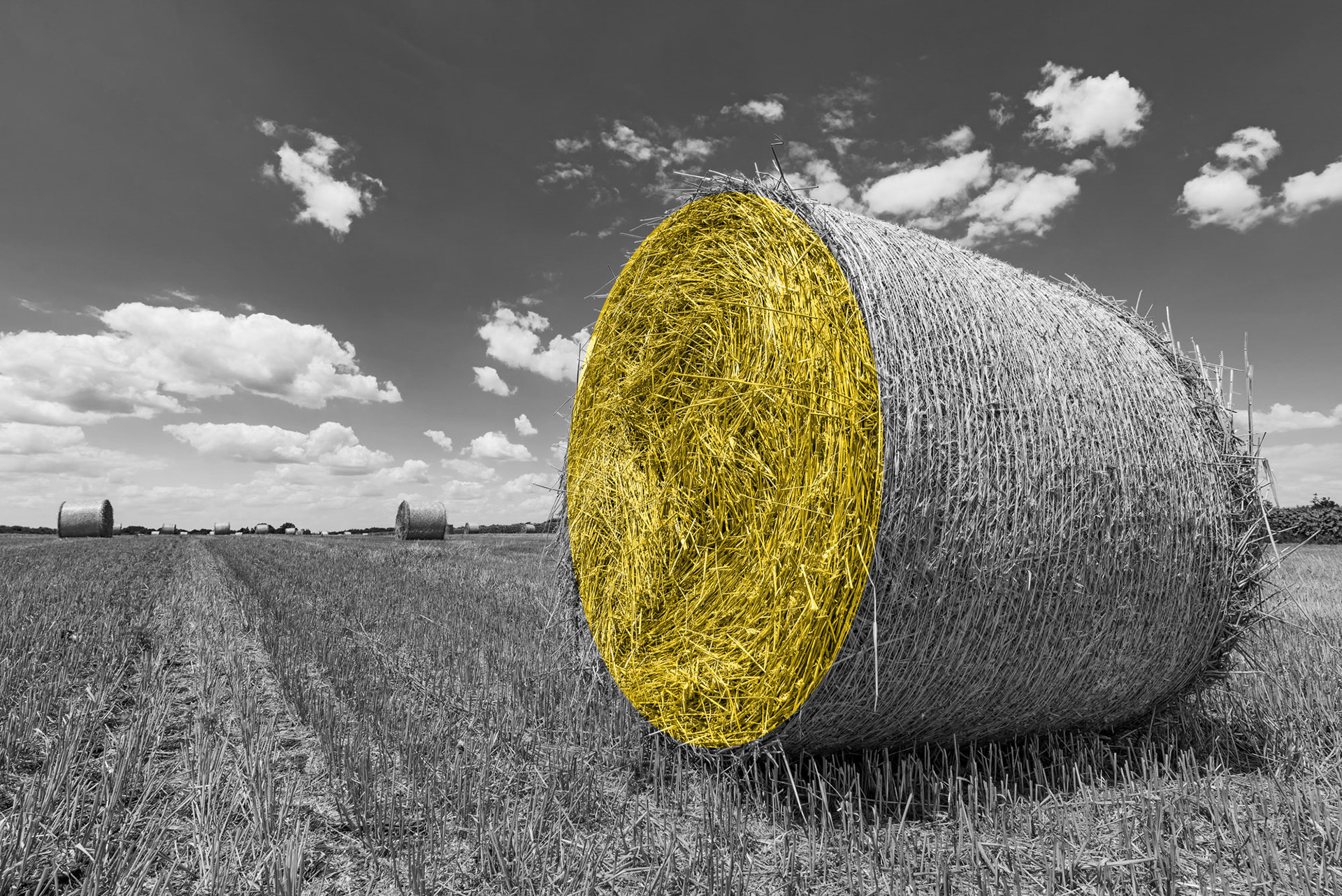 Round wheat hay bales drying in field stubble after harvest on hot sunny summer afternoon