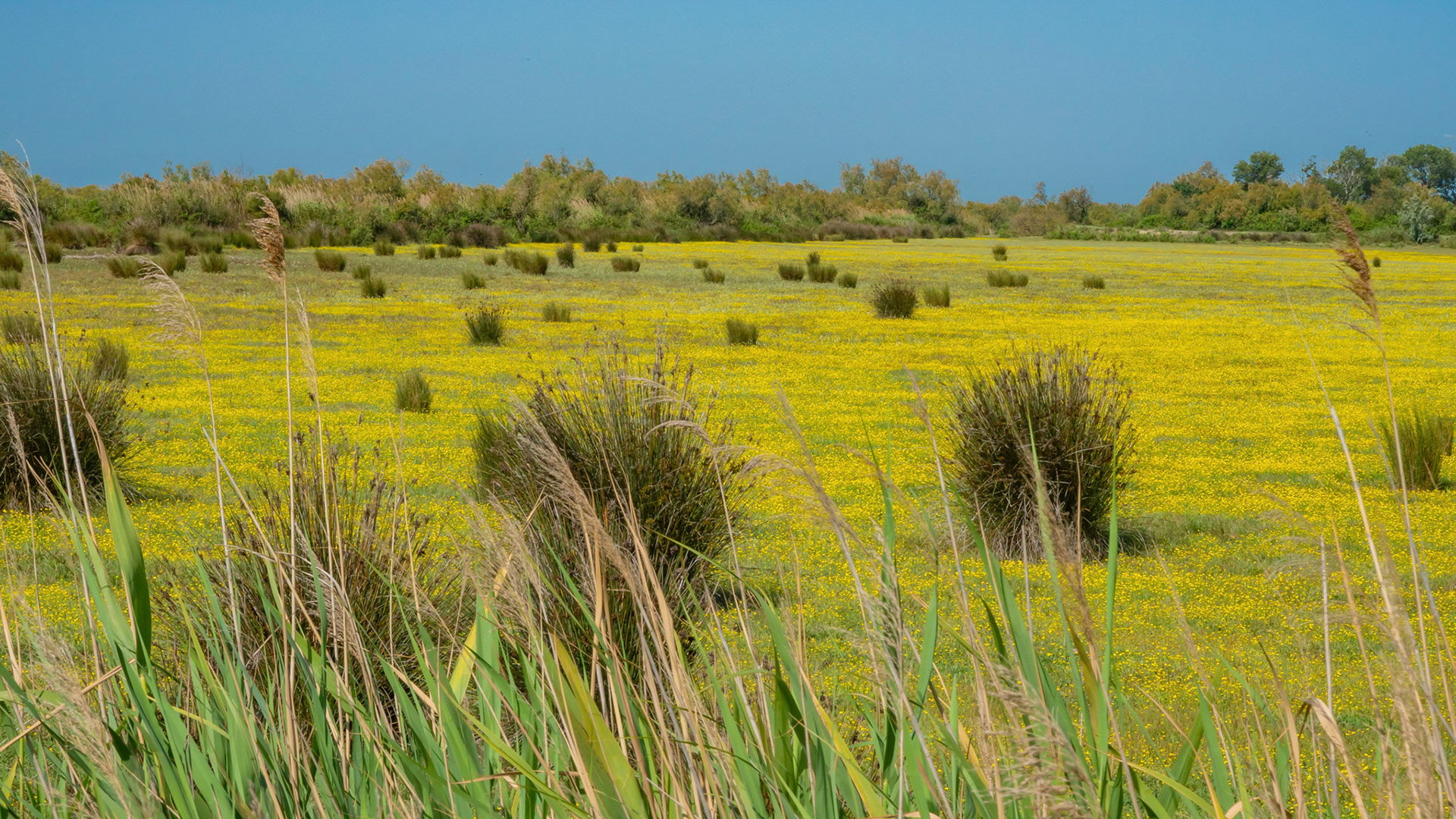 Camargue, 2023