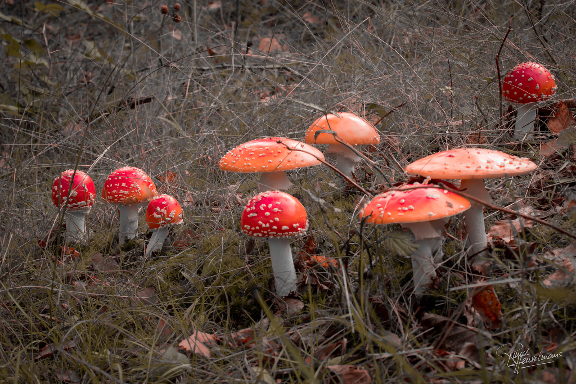 Herfst 2019