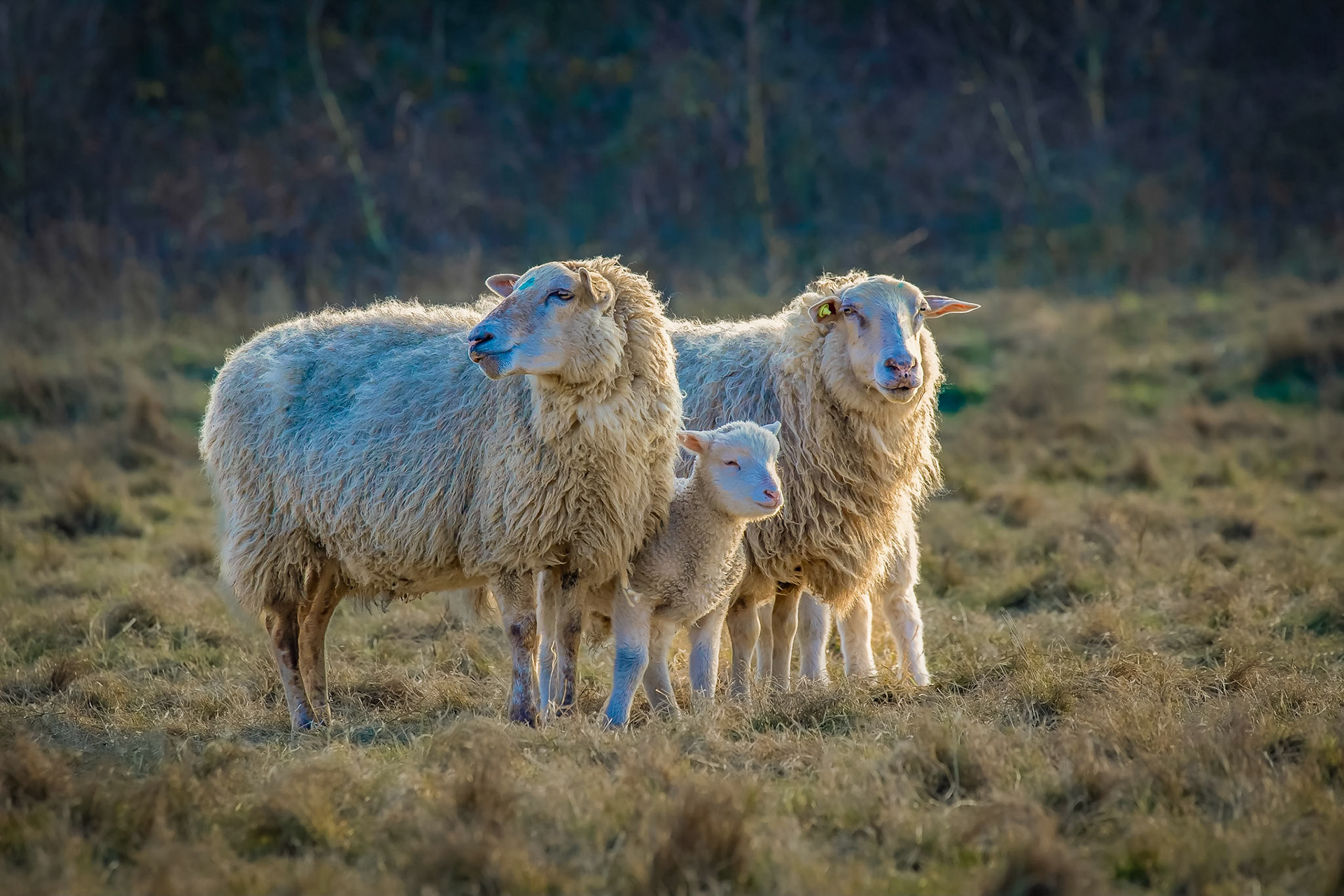 Sheep Family