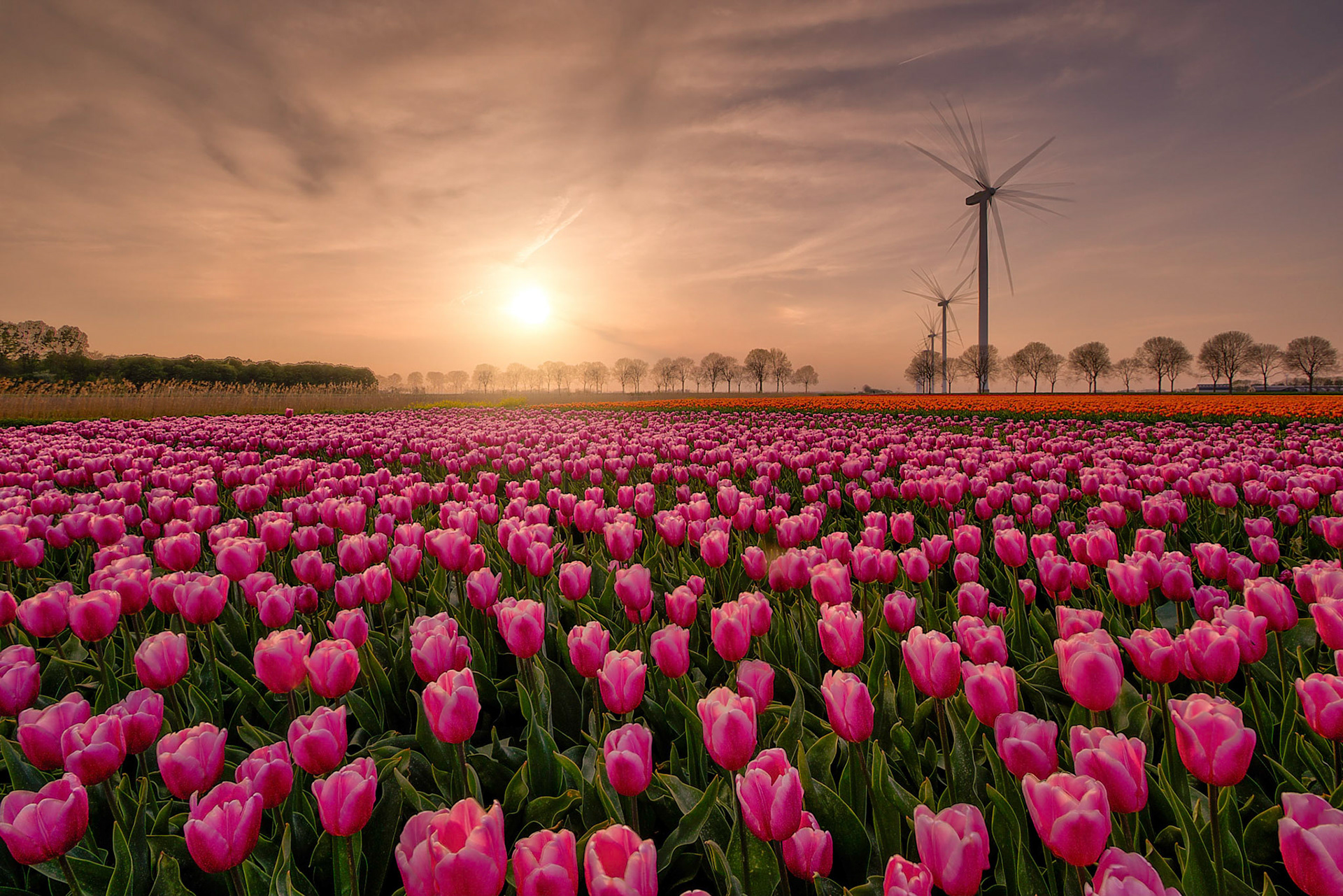 Bollenveld, 2019