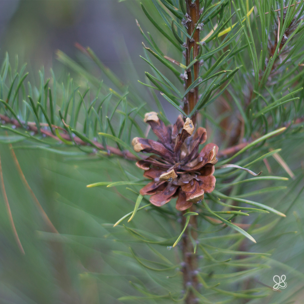 Pine Cone