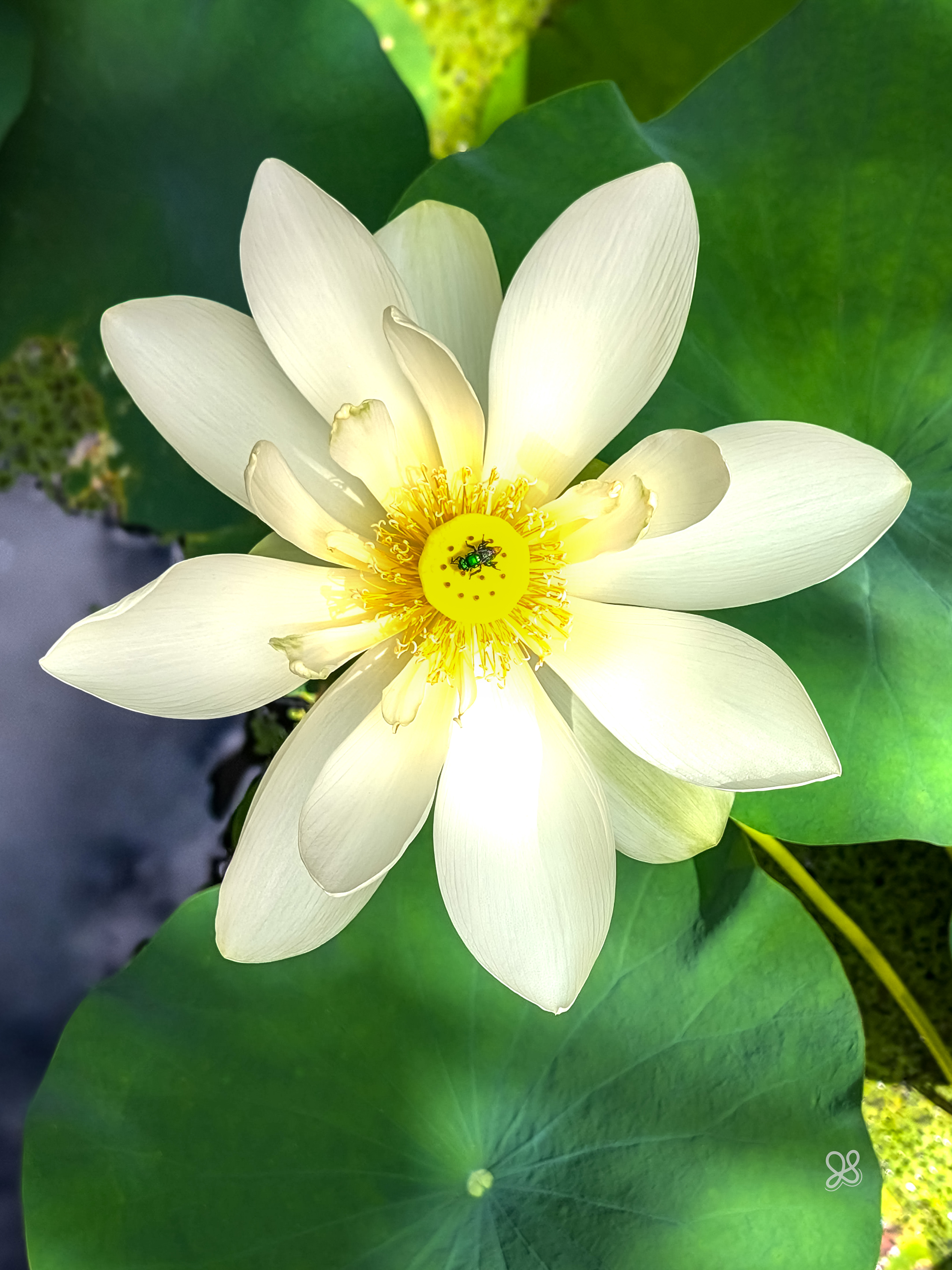 Water Lily
