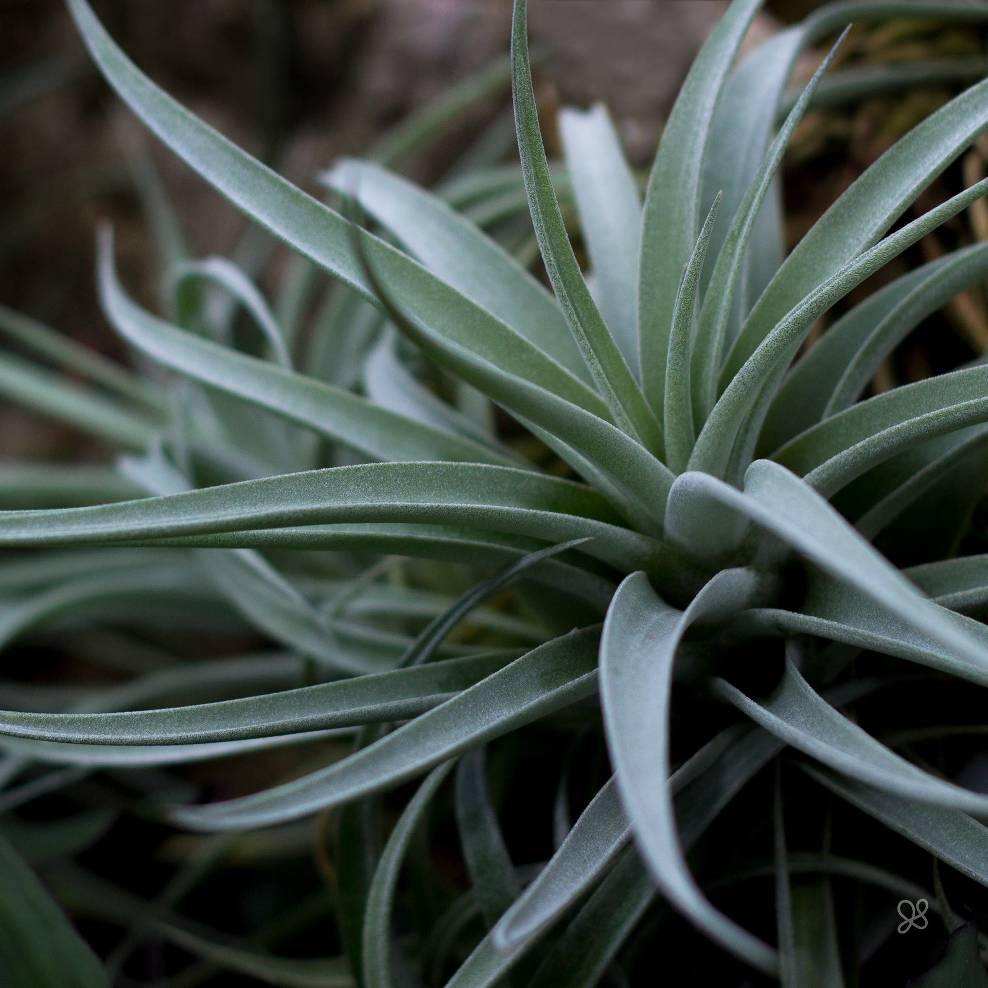 Tillandsia Harrisii Air Plant