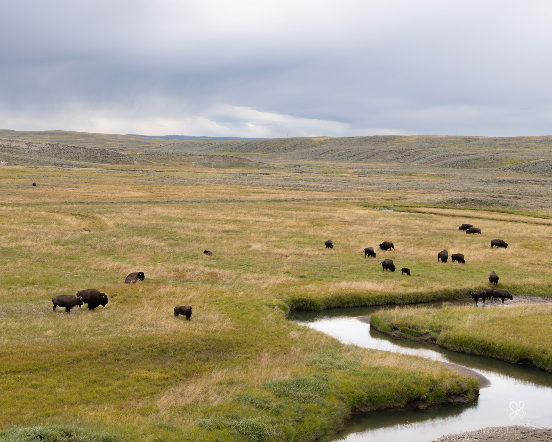 Bison in Lamar-Valley - Wyoming