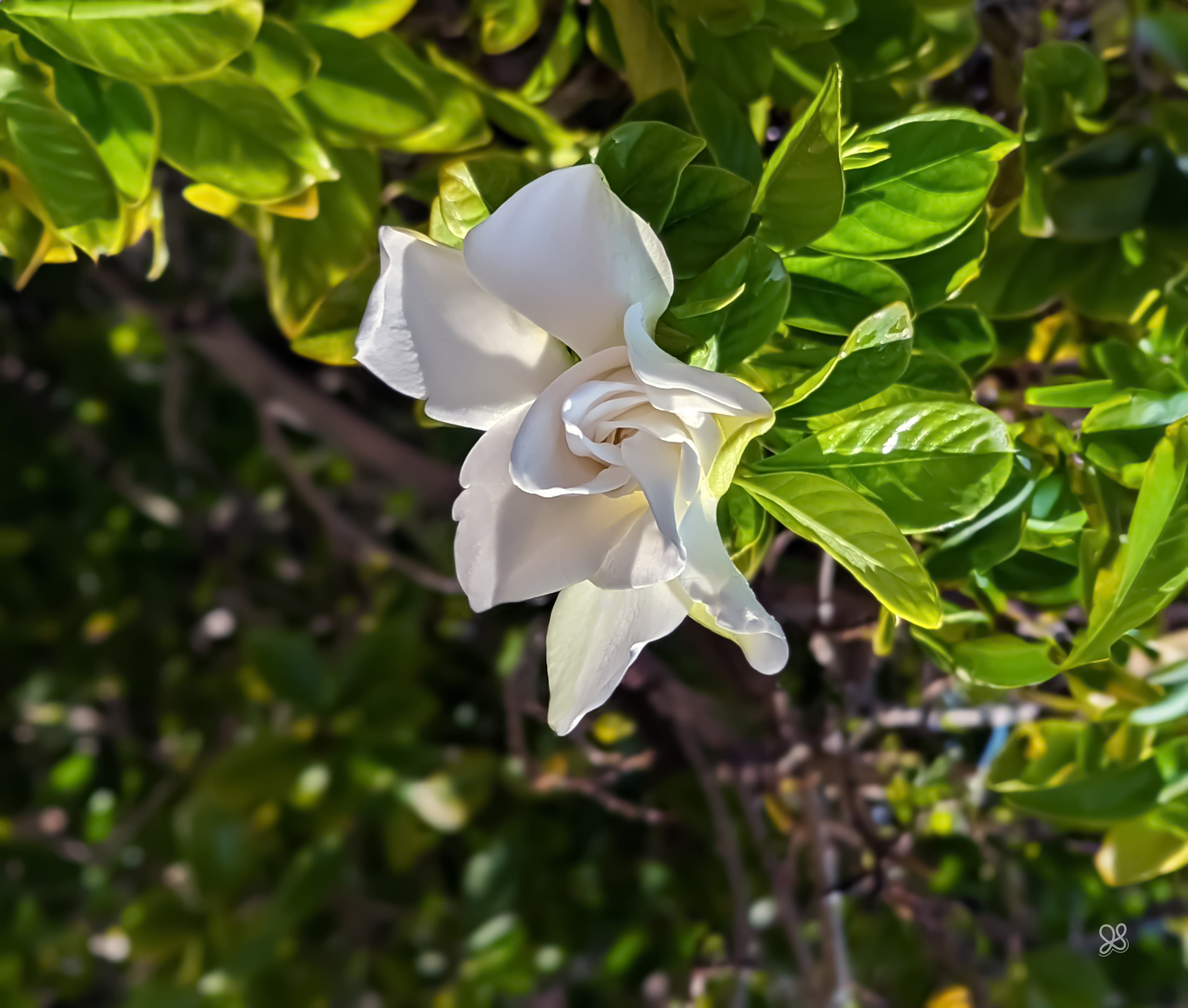Gardenia