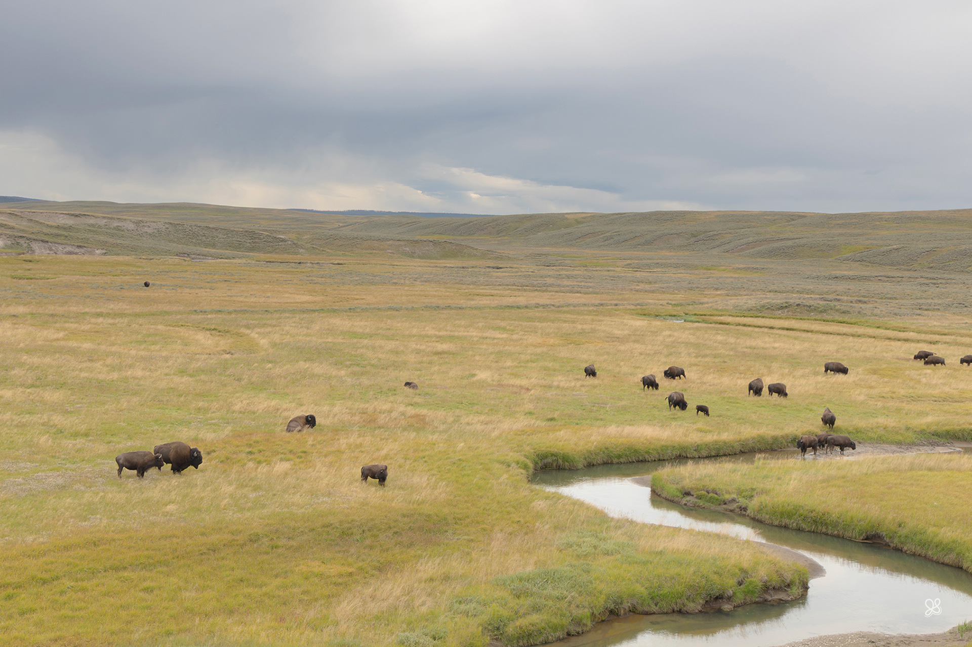 Bison in Lamar-Valley - Wyoming