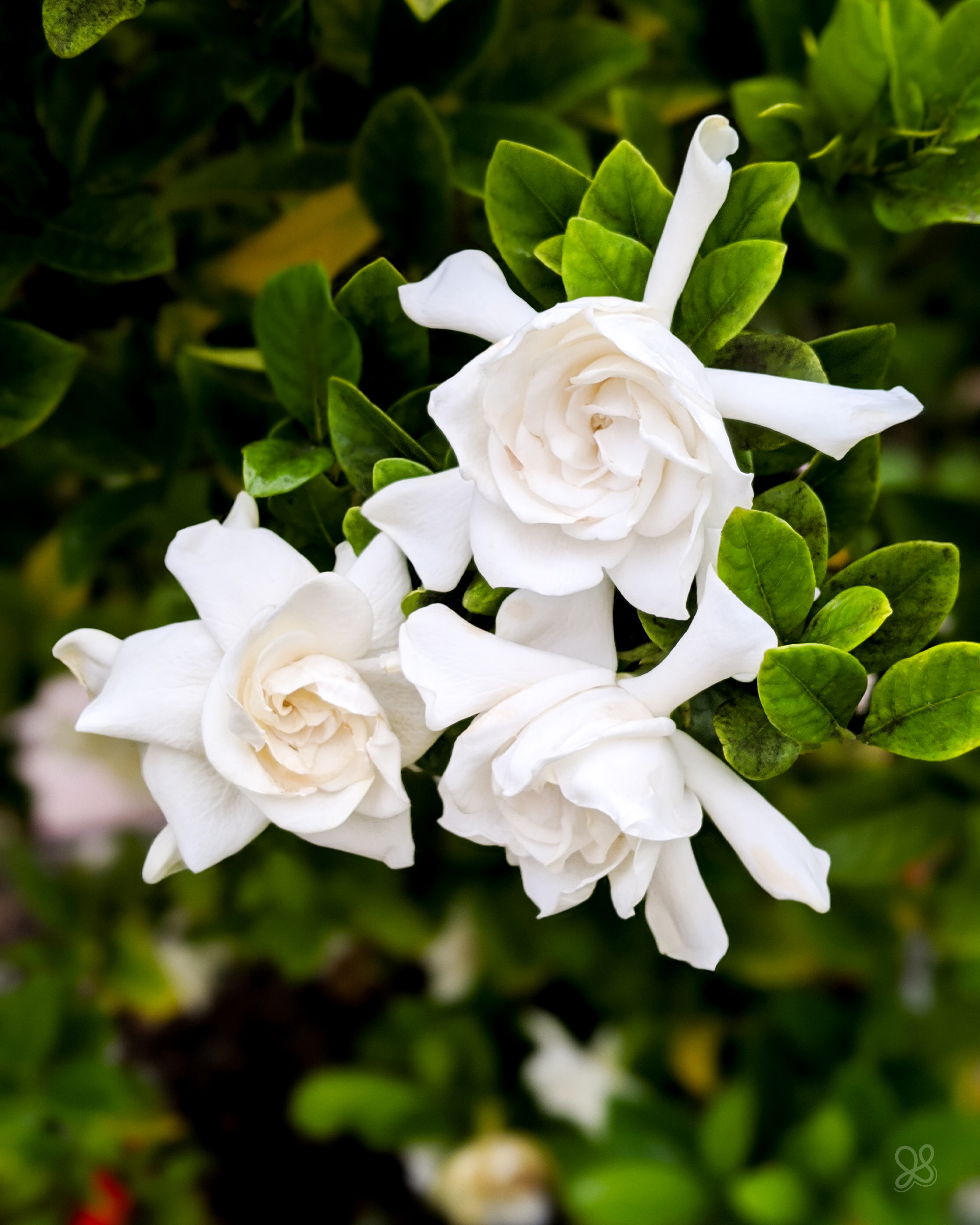 3 Gardenias
