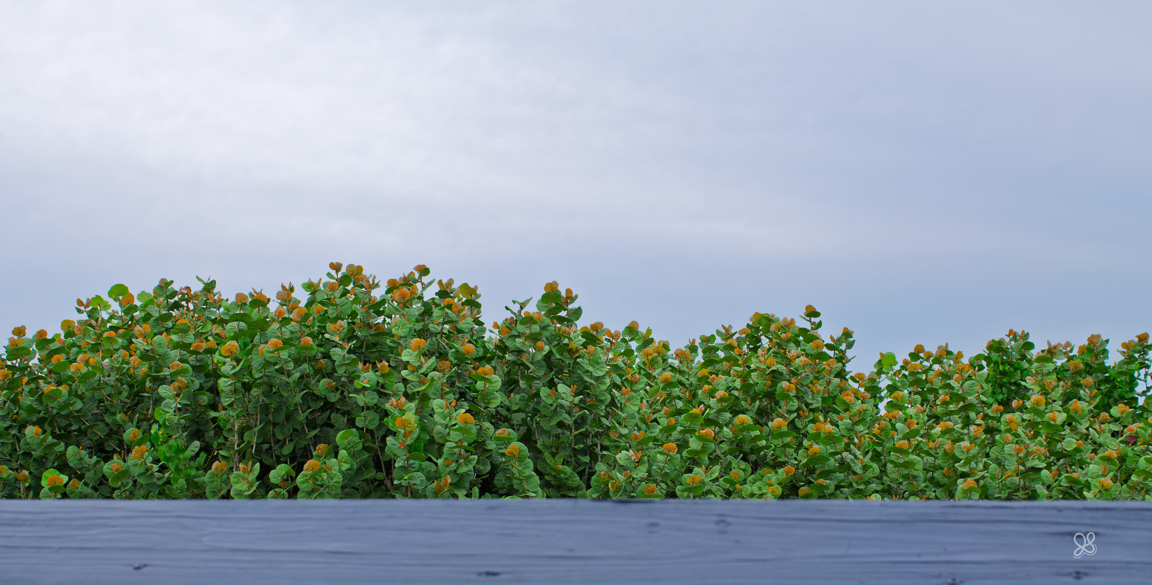 Sea Grapes - Florida
