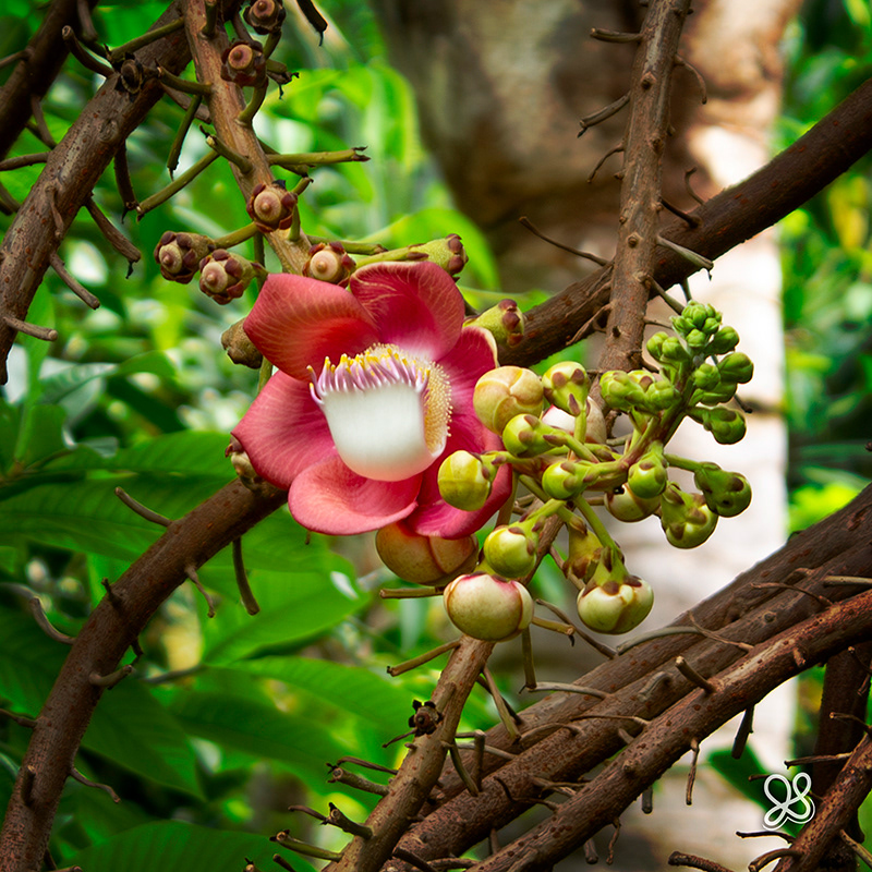 Cannon Ball Tree Flower