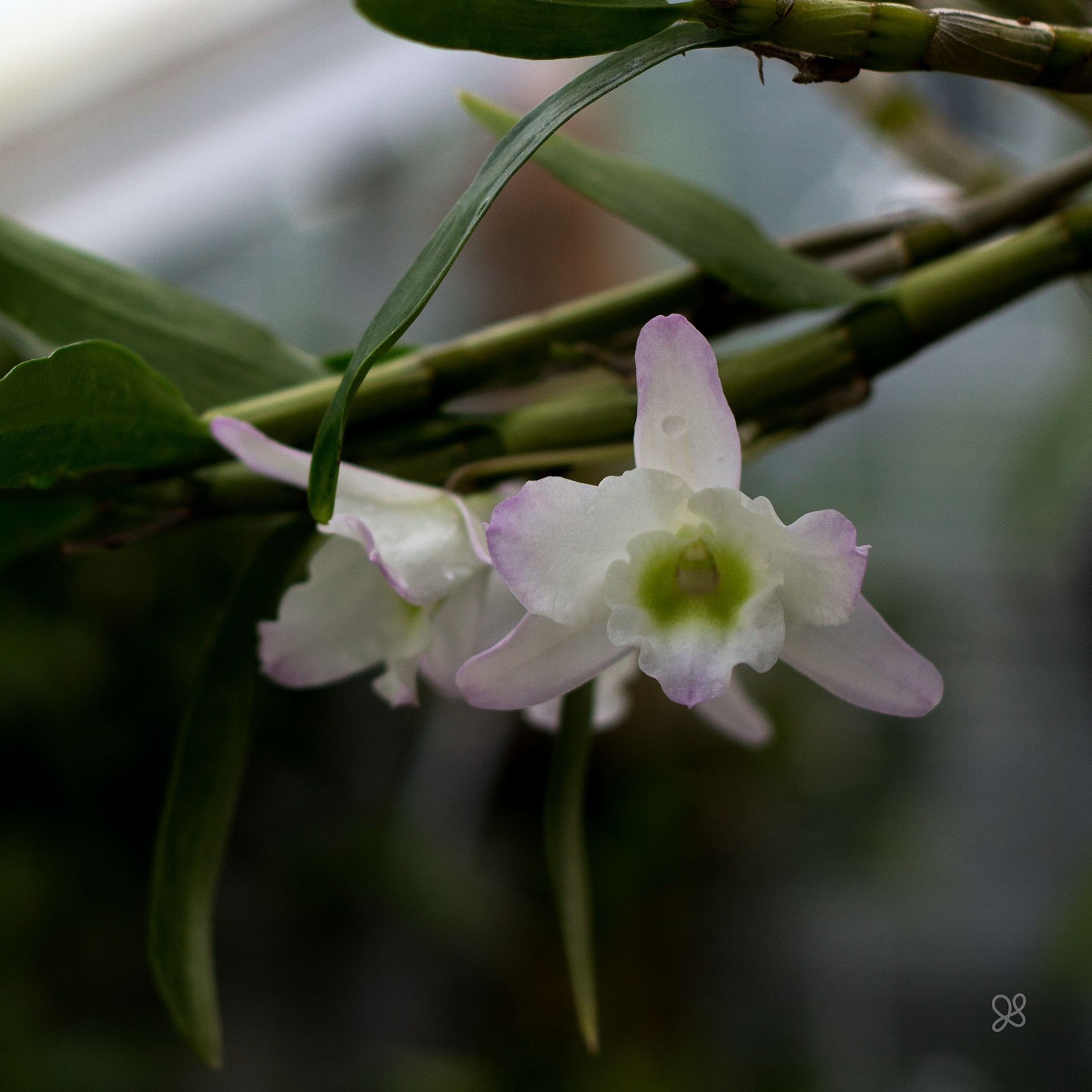 Volcano Queen Orchid