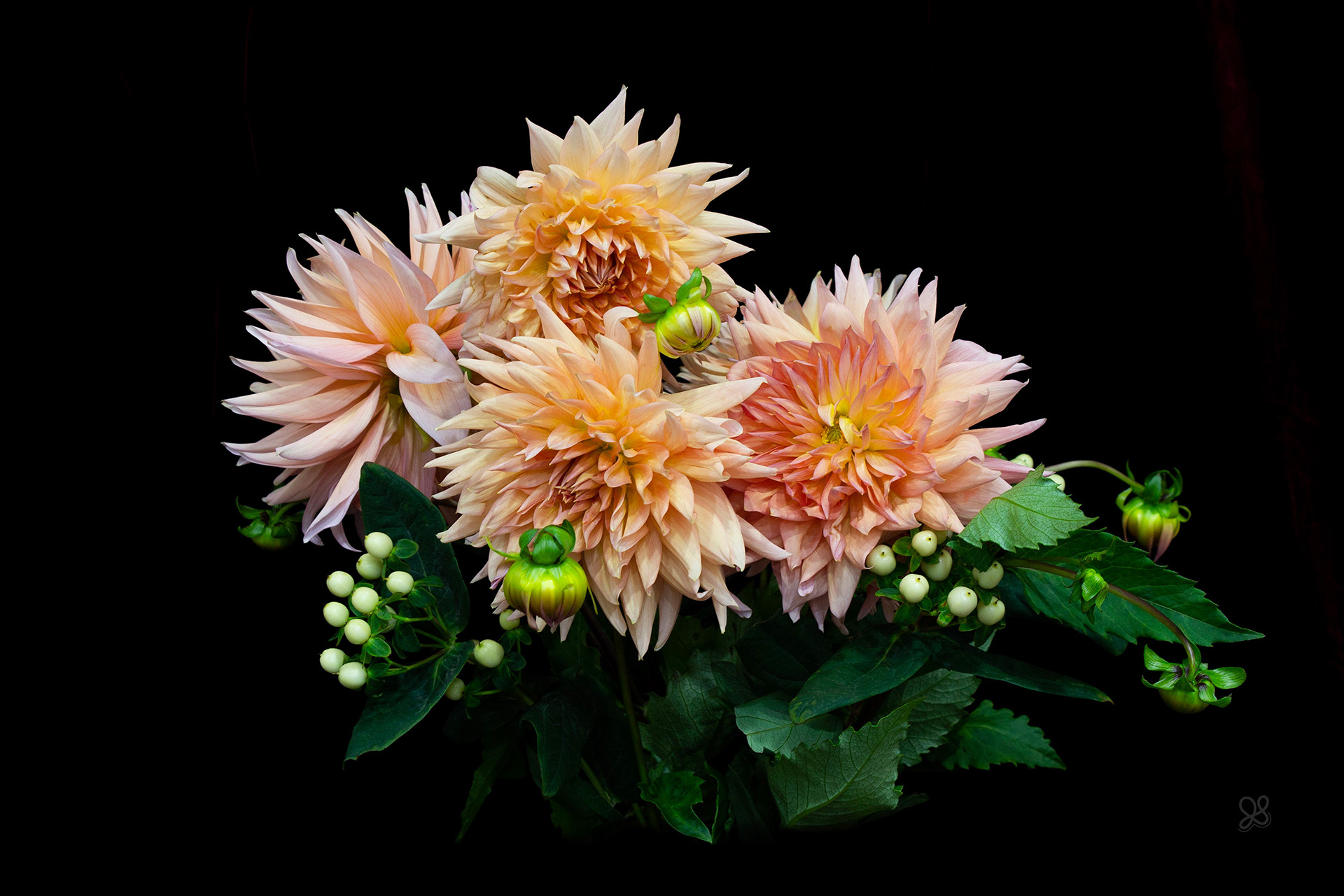Dahlias - Still Life
