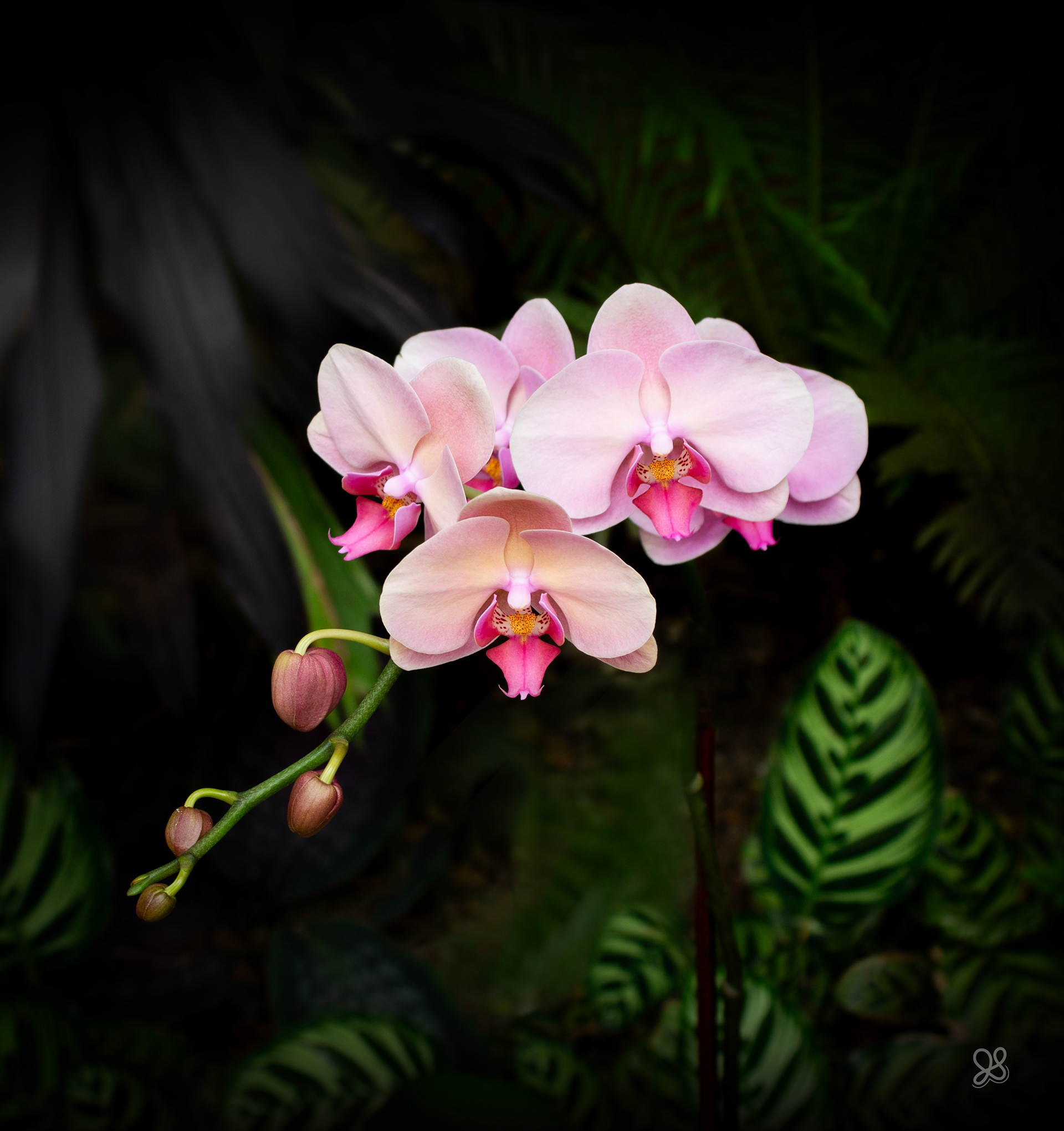 Pink Moth Orchid