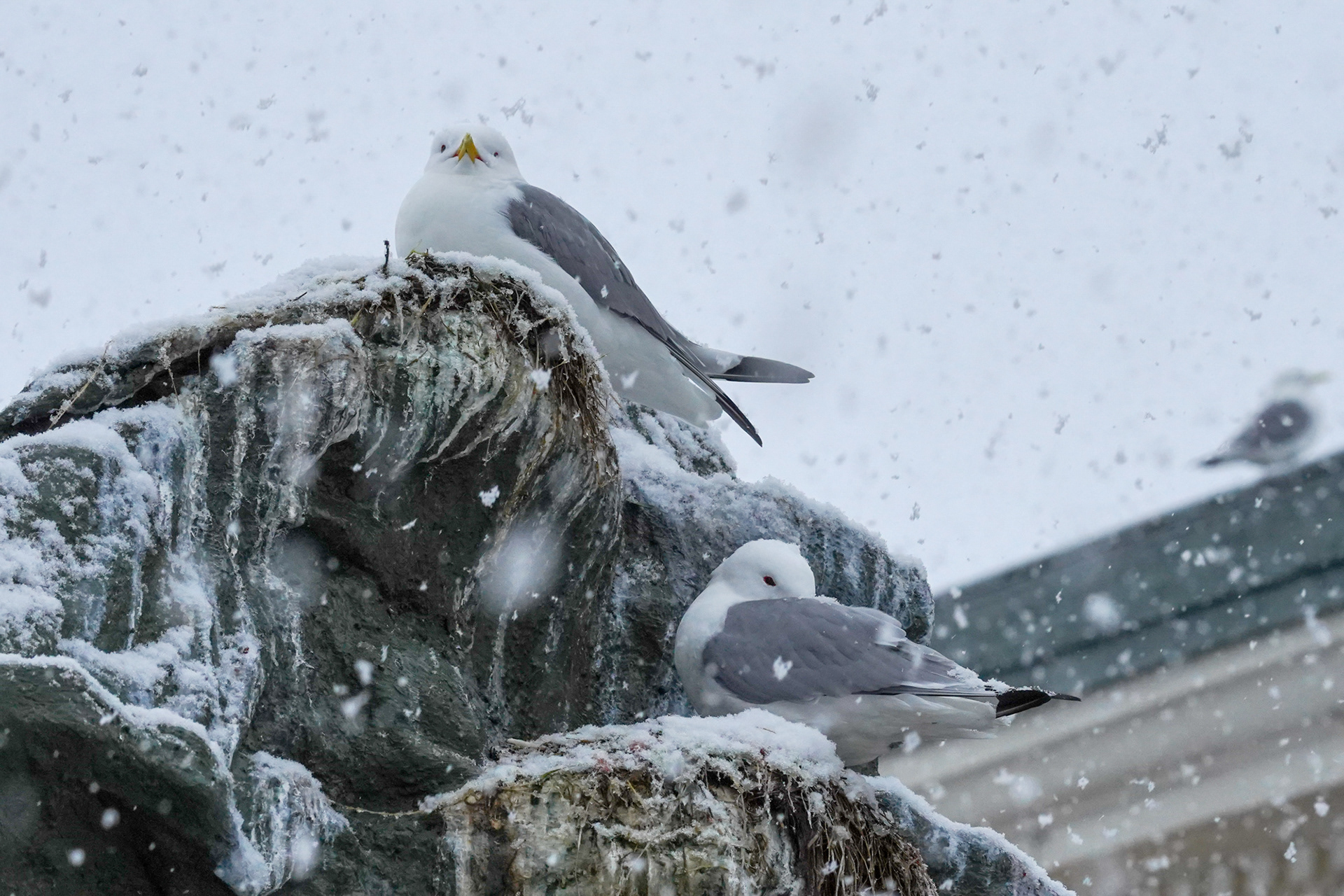 Kittiwake hotel in Tromsø. ©Aztrid Novillo