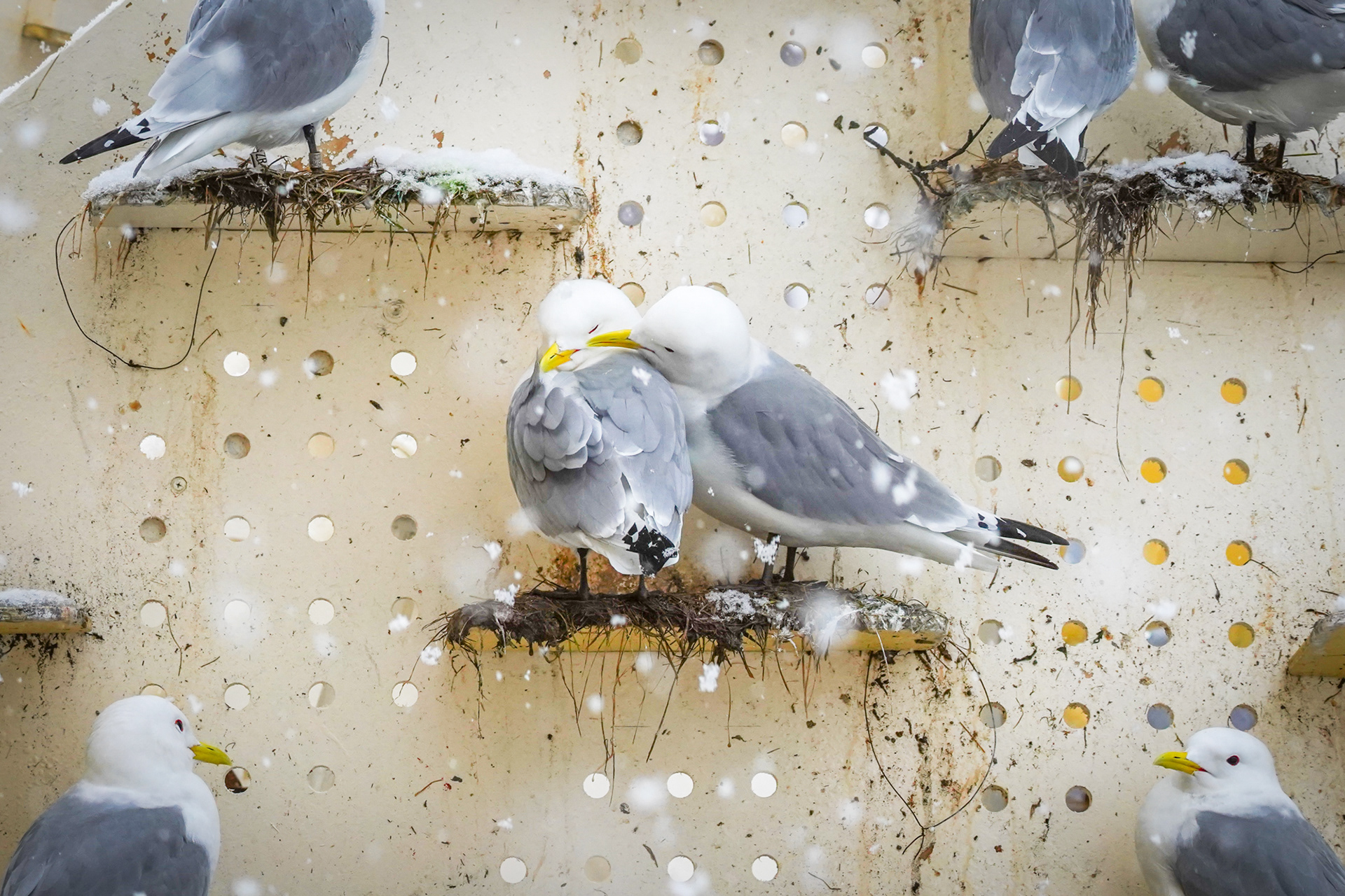 Kittiwake hotel in Tromsø. ©Aztrid Novillo