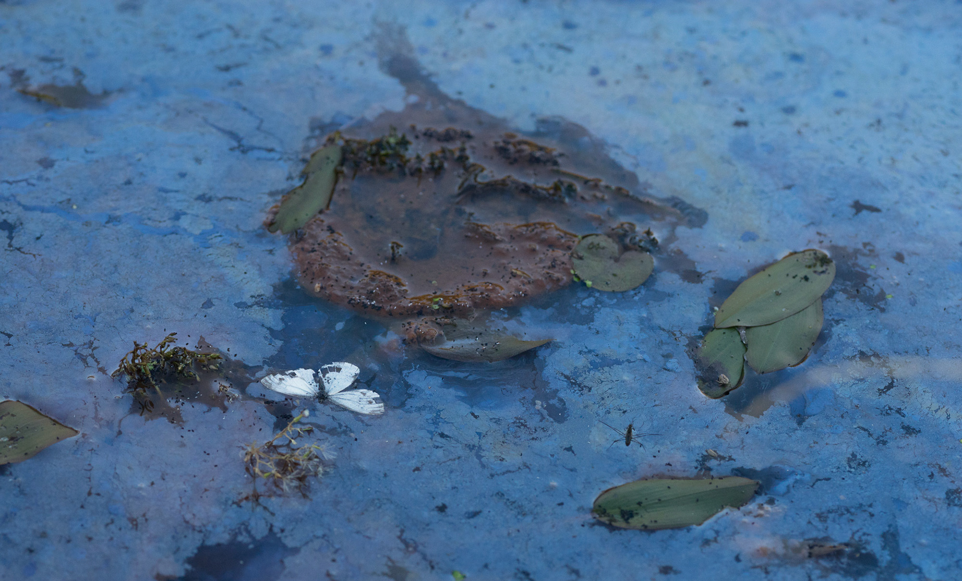 into the cauldron: a floccule of L. Ochracea came afloat, thanks to it's exhaust-gasses. between L. Discophora, Potamogeton natans and a moth, Pieris napi.