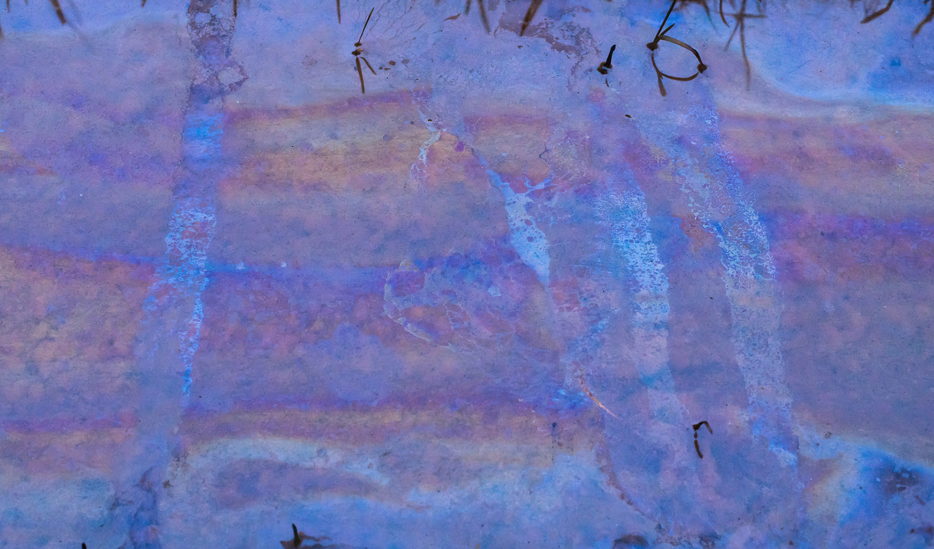 oliefilm geeft ook van die prachtige interferentiekleuren, en lijkt bij oppervlakkinge beschouwing op l.discophora. Een oliefilm breekt niet, vloeit weer samen. de l.discophorus-film breekt en kan rimpelen. De foto is "uit de hand" genomen, met de sensor op 3200 iso ingesteld om in ieder geval met een redelijk hoge (1/100 sec) sluitersnelheid te kunnen werken. In de ruis gaat informatie verloren.