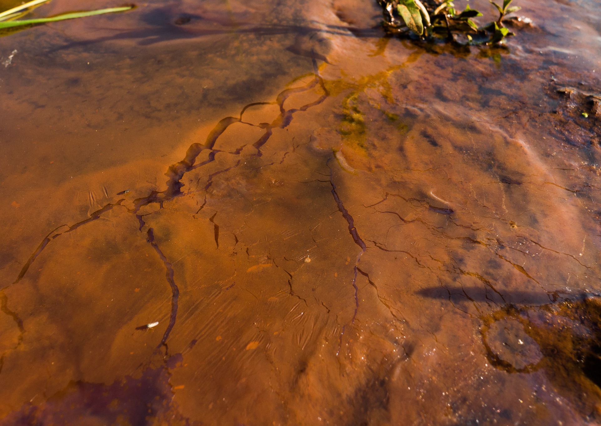 Op de bodem van de bron maakt Leptorhtix Ochrea een geletine achtige laag. Mid-vooraan maakt Leptothrix Discophora haar doorzichtige, "polymeer-achtige" film op het water. Nu is de film bijna onzichtbaar, maar vanuit een andere kijkhoek met de zon 'breekt' het licht op de film en het water, en mengen een beetje van elkaar verschoven lichtgolven zich tot alle kleuren van de regenboog: interferentie-kleuren.