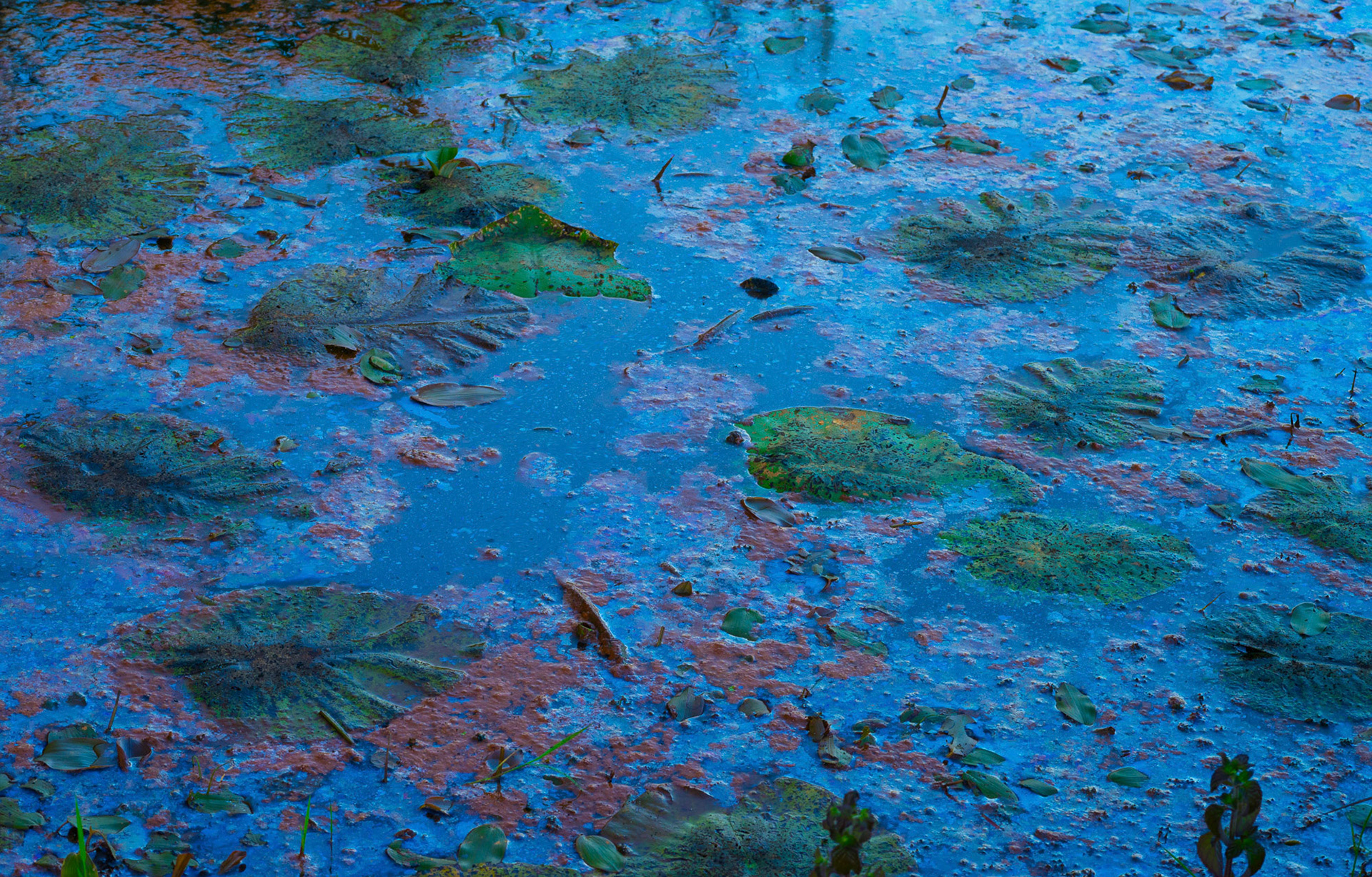 6. into the cauldron.
It is High-summer. The ditches and ponds in the wetlands are teeming with life.  As if everything wants to integegrate  you, make you a an esdible part in the cauldrons of the biosphere. in the swamps the  you have to cover your bare skin and wear a mosquito-hat to survive the insects. This image was made during the 'blue hour'. Then the sky makes a blue canopy without uni-directional light, so the blue is reflected in the film is without the extreme contrasts that sunbeams produce. 
Because sunlight has a direction, interferece-colours can only be seen from an angle. It is impossible to photograph them parallel the watersurface. An angle of 90o to the light-ray is needed to observe the phenomena. 
The recepie for this concoction is: neutral to base groundwater, that has gone through iron rich layers in the ground, some organic material, warmth and light. The mars-red floccules are colonies of probably L. Ochracea,  that came afloat thanks to the gasses that are produced as 'waste' in the floccules.