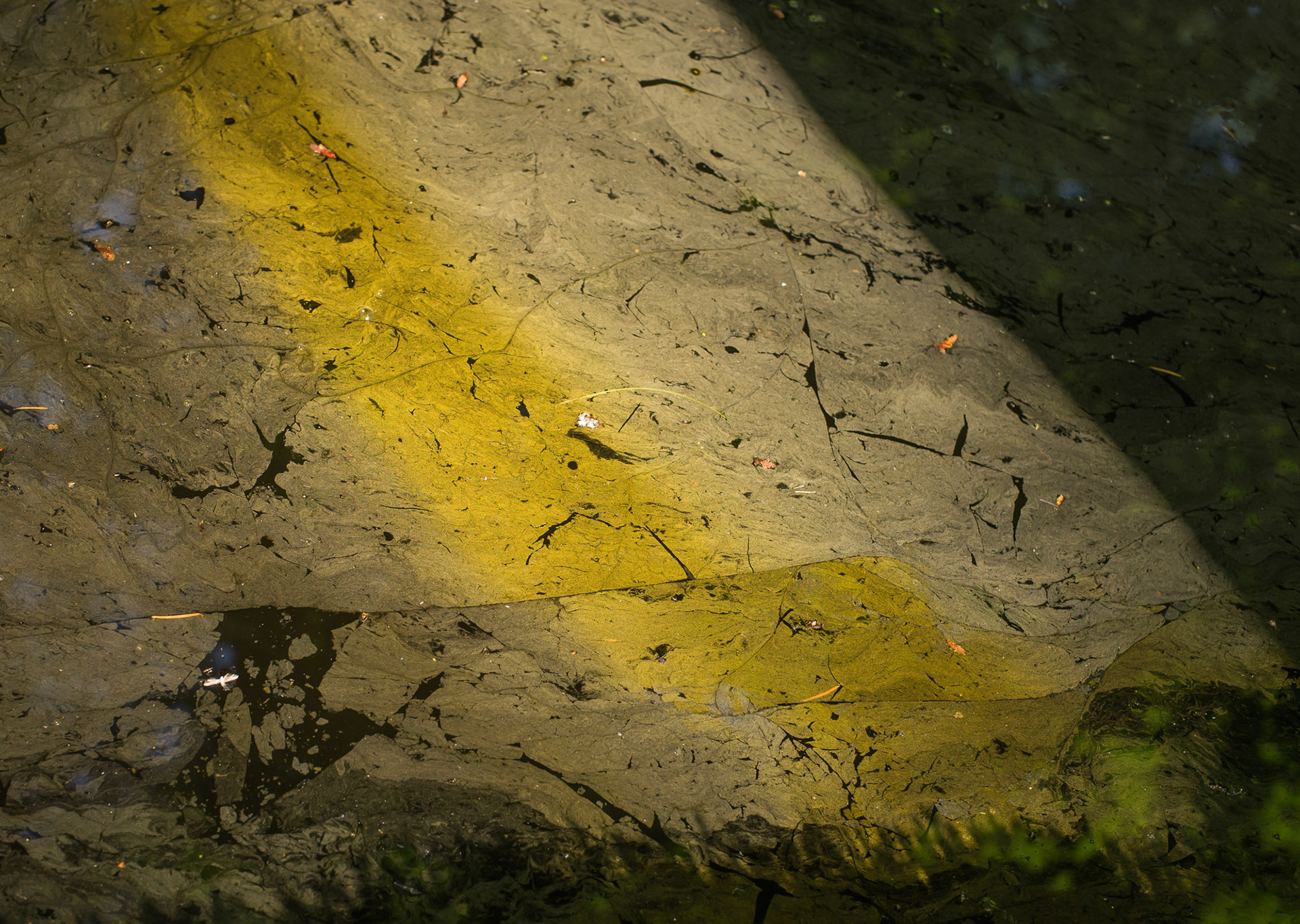8. midsummer faultlines     
The film from iron-breathing bateria that is coverd with pollen, has become more diffuse and the reflectiion is fitered to a kind of greenish yellow. The wind has moved the center-part of the film faster then the edges from the ditch and makes mini 'thrustfaults'. The goldish-ochre shading is from its 'counterpart', "ochracea discophora", that made rust in film while in the darknes of the tree-shadow and it's more light loving counterpart was deprived of photons to do the reduction.  And perhaps, with a touch of sulphor you get shades of pyrite.