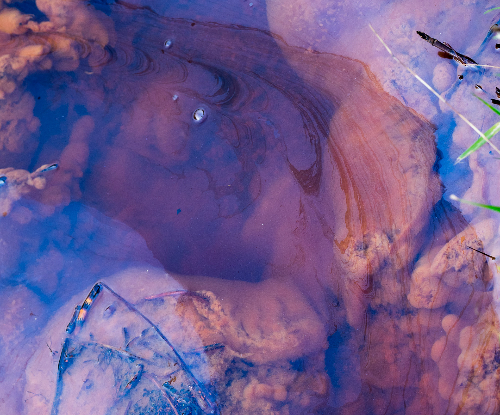 Deep time in the wetlands behind my home: leptothrix discophora and leptothric ochraceae, both bacteria that digest, or more appropriate, breath, iron. The blue film on the water ain't no oil, it is a colony of leptothrix discophora floating on the water while reducing "rust" in the water. The ochre-reddish blobs in the water  are colonies from it's counterpart, "leptothrix ochraceae". They oxidize iron. Together they not only make a natural battery, but in the history of earth they are the "first lifers" on our planet, they have been around for more then 2000 000 000 years.