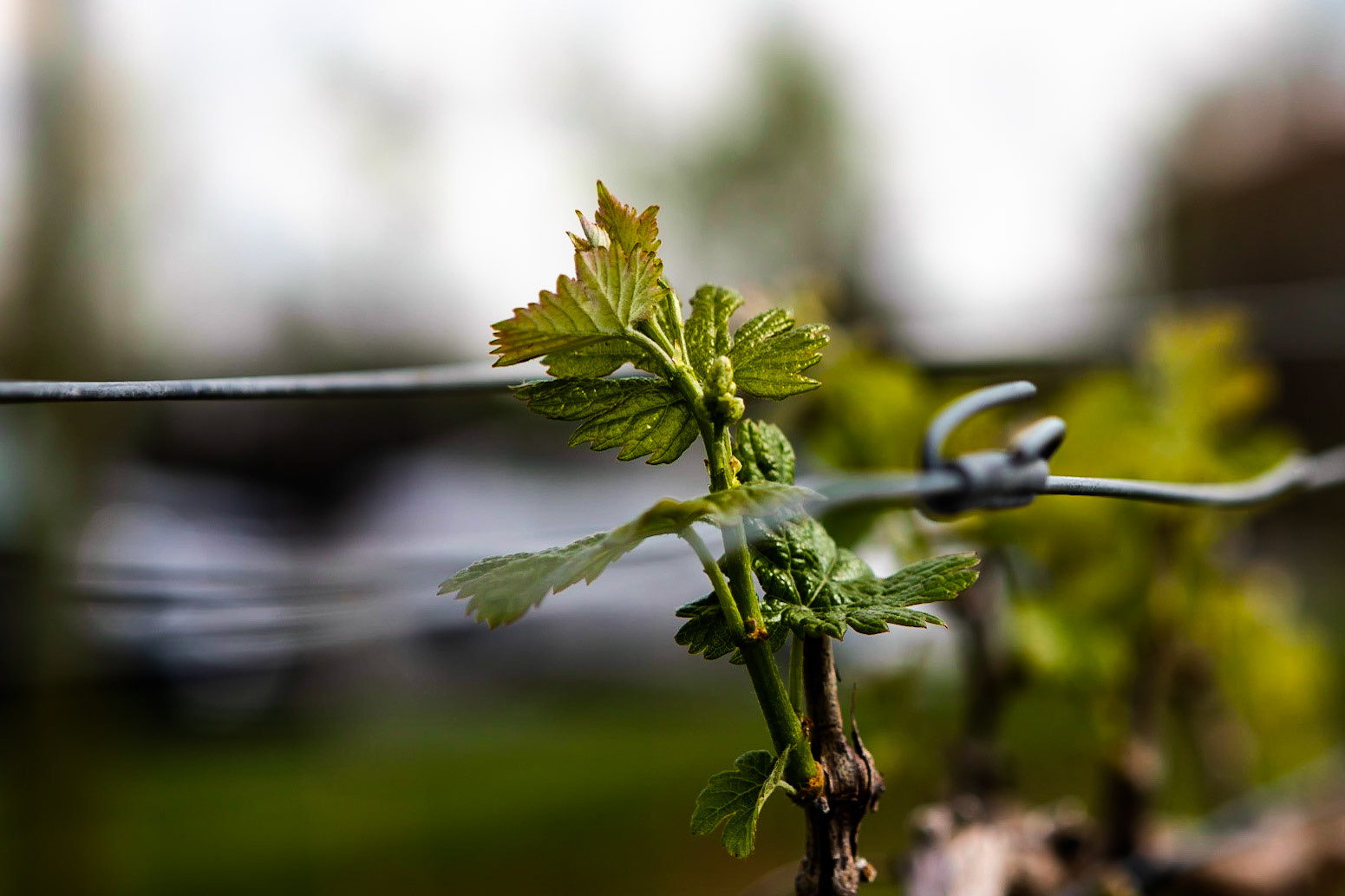 Cabernet on its way.