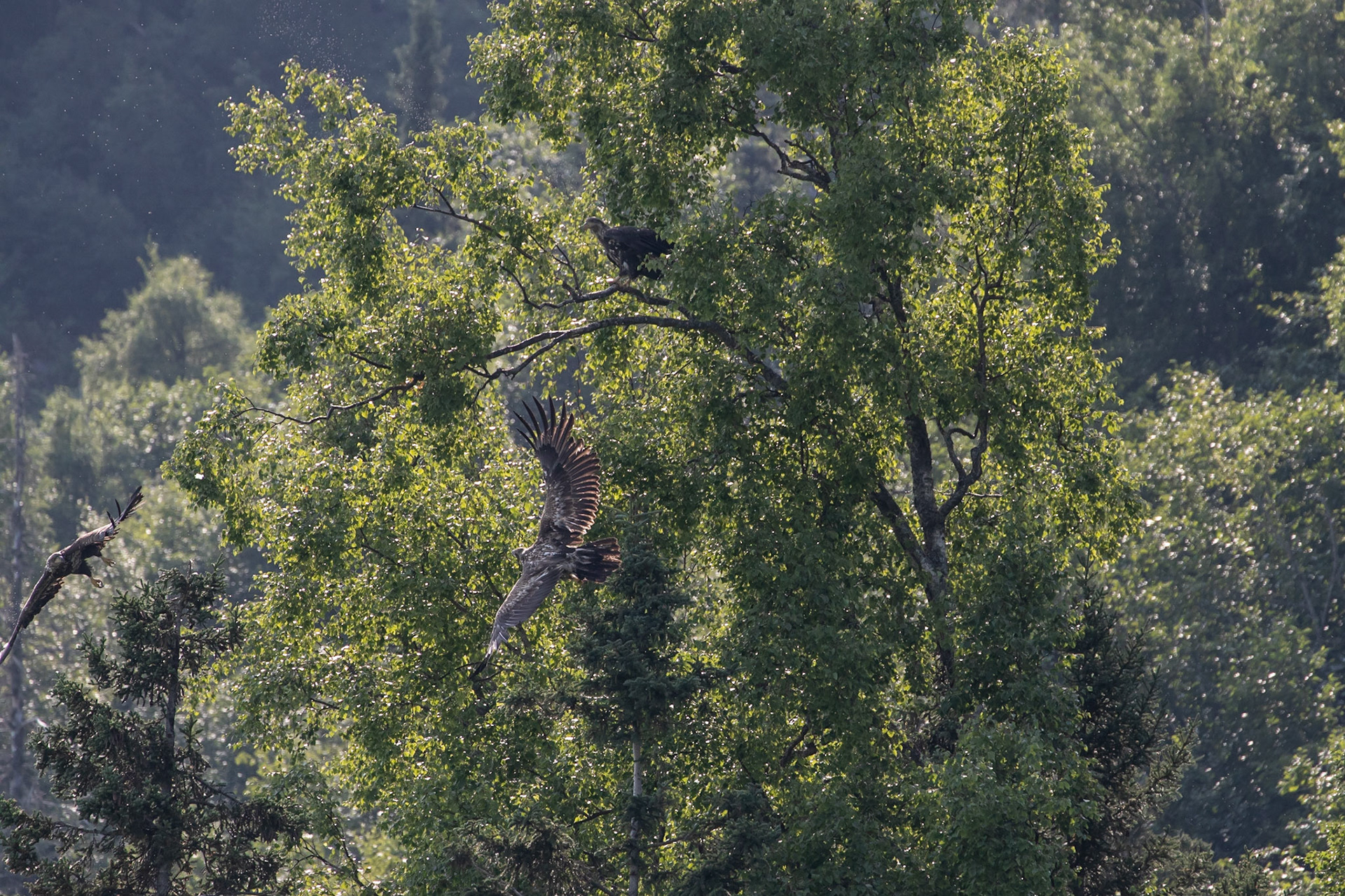 Patrolling the Nest Area